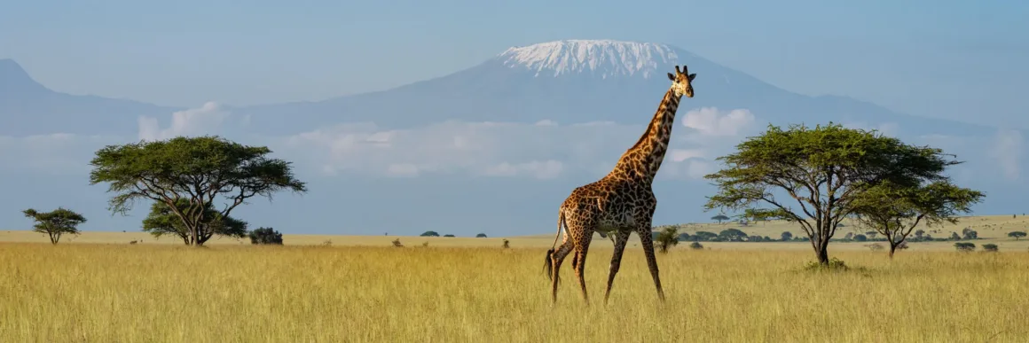 Remembering Giraffes: Dünyanın Önde Gelen Fotoğrafçıları Zürafalar İçin Bir Araya Geldi 24 Bir zürafa çimenlik savanada yürürken arka planda açık mavi gökyüzünün altında karla kaplı büyük bir dağ yükseliyor.