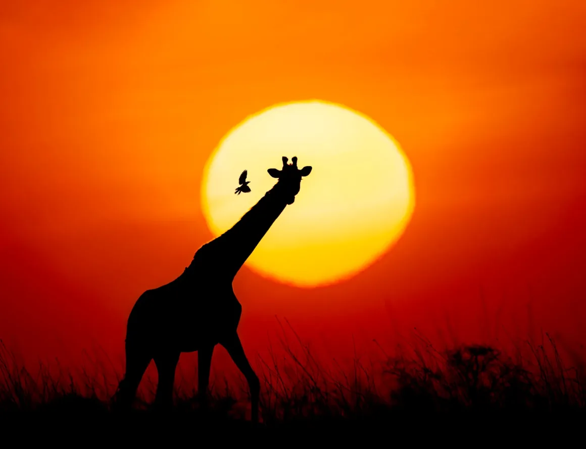 Remembering Giraffes: Dünyanın Önde Gelen Fotoğrafçıları Zürafalar İçin Bir Araya Geldi 25 Bir zürafanın silüeti uzun otların arasında, büyük ve parlak turuncu gün batımının önünde dururken yakınında küçük bir kuş uçuyor.