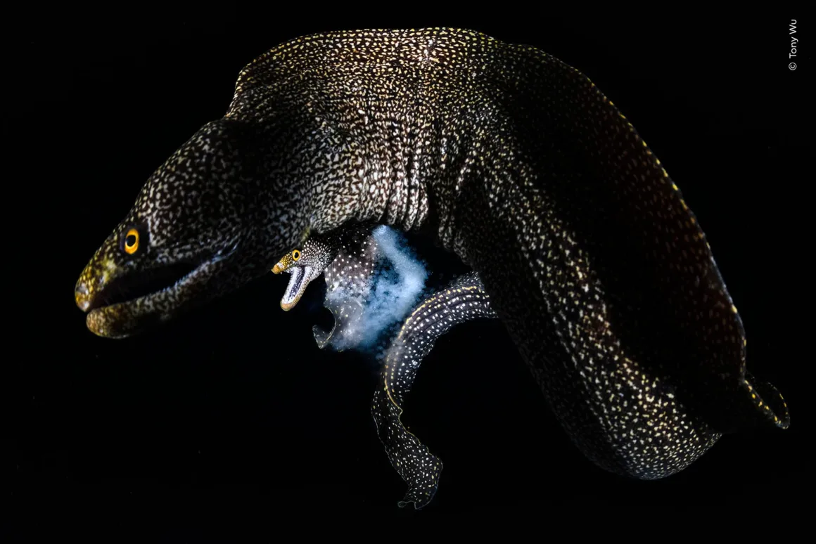 Wildlife Photographer of the Year 2026: Ölü Yavrusunu Taşıyan Fil Fotoğrafı Büyük Ödülü Kazandı 26 Büyük, koyu renkli ve benekli bir müren siyah arka plan önünde yüzüyor; vücudunun orta bölümünün yakınında daha küçük bir müren ve çevrede beyaz parçacıklar görülüyor.