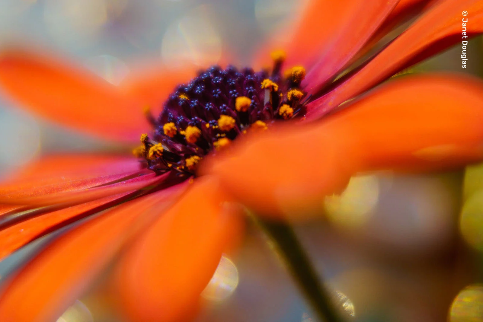 Lensbaby Omni Color II ve Omni Crystal II ile Çekim Sırasında Yaratıcı Efektler 31 A close-up, macro view of an orange daisy-like flower with a dark purple center covered in yellow pollen.