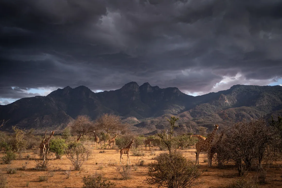 Remembering Giraffes: Dünyanın Önde Gelen Fotoğrafçıları Zürafalar İçin Bir Araya Geldi 26 Bir grup zürafa, arka planda dağların görüldüğü kuru ve çorak arazide dramatik, koyu ve bulutlu gökyüzünün altında duruyor.