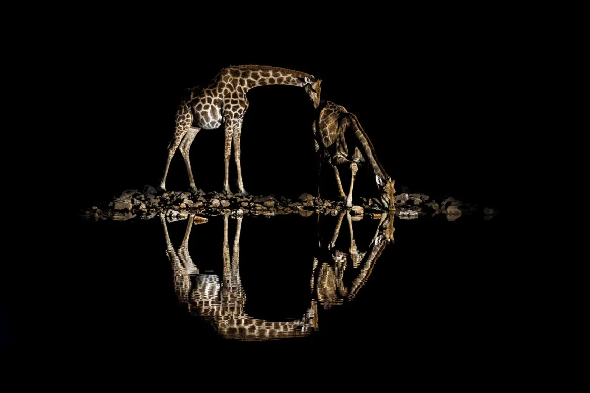Remembering Giraffes: Dünyanın Önde Gelen Fotoğrafçıları Zürafalar İçin Bir Araya Geldi 27 İki zürafa gece karanlığında bir su birikintisinin kenarında duruyor; bedenleri ve sudaki yansımaları siyah arka plan üzerinde aydınlatılmış durumda.