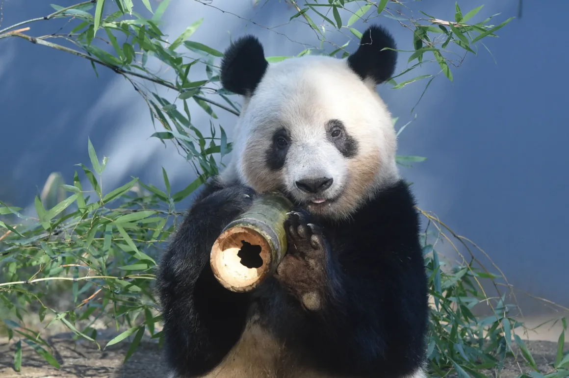 Dev Pandaların Dünyası: Çin’in Koruma Hikâyesi 80’den Fazla Fotoğrafla 22 Bir dev panda bambu dallarının önünde oturuyor ve patilerinde kalın, içi boş bir bambu parçası tutuyor.