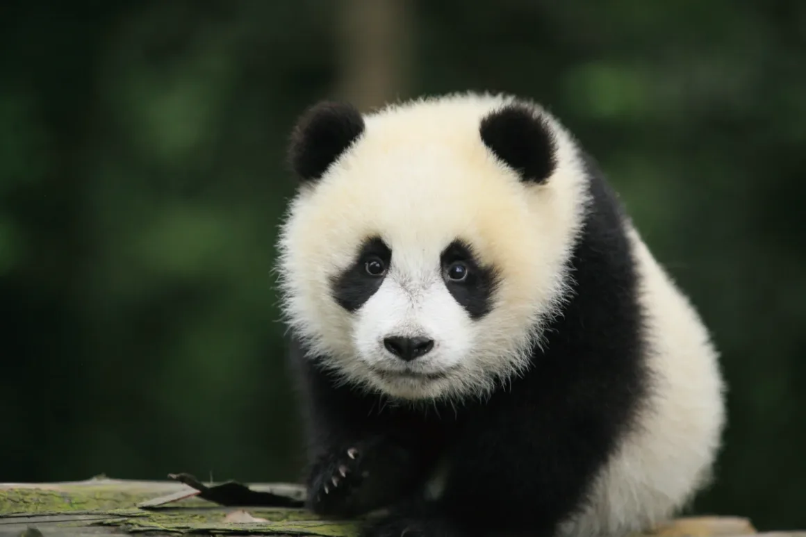 Dev Pandaların Dünyası: Çin’in Koruma Hikâyesi 80’den Fazla Fotoğrafla 15 Dev Pandaların Dünyası: Çin’in Koruma Hikâyesi 80’den Fazla Fotoğrafla
Genç bir dev panda ahşap bir yüzey üzerinde oturuyor ve flu yeşil arka plan önünde doğrudan kameraya bakıyor.