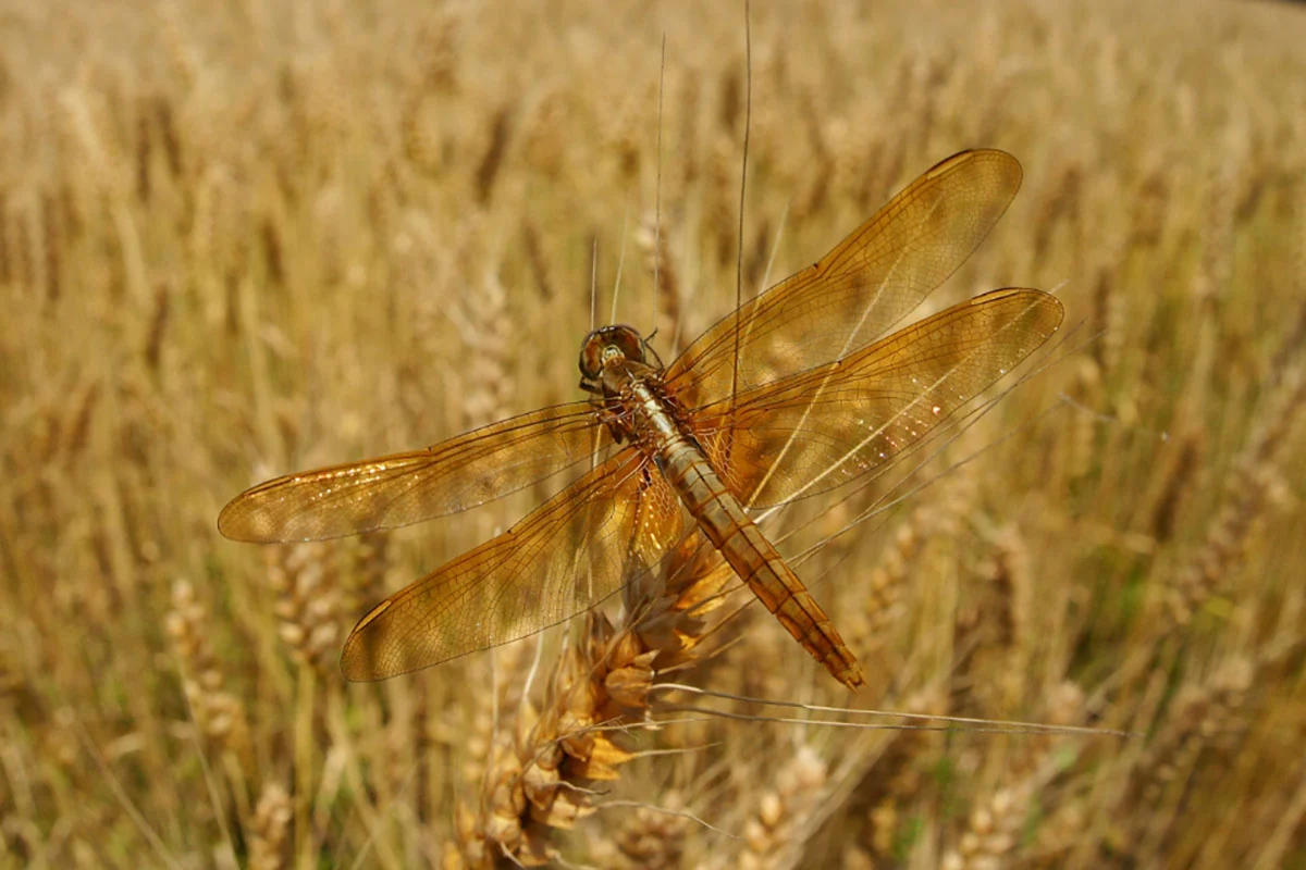 74. Nikkor Photo Contest Kazananları Açıklandı 39 A golden-brown dragonfly rests on a stalk of wheat in a field of ripe grain.