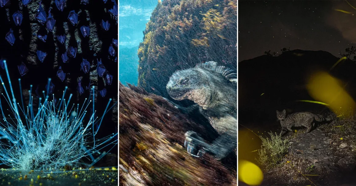 European Wildlife Photographer of the Year 2026 Kazananları Açıklandı 1 European Wildlife Photographer of the Year 2026 Kazananları Açıklandı
Üçlü görselde, tüneyen yarasaların altında parlayan mantarlar, su altında bir deniz iguanası ve gece görüntülenmiş vahşi bir kedi yer alıyor.