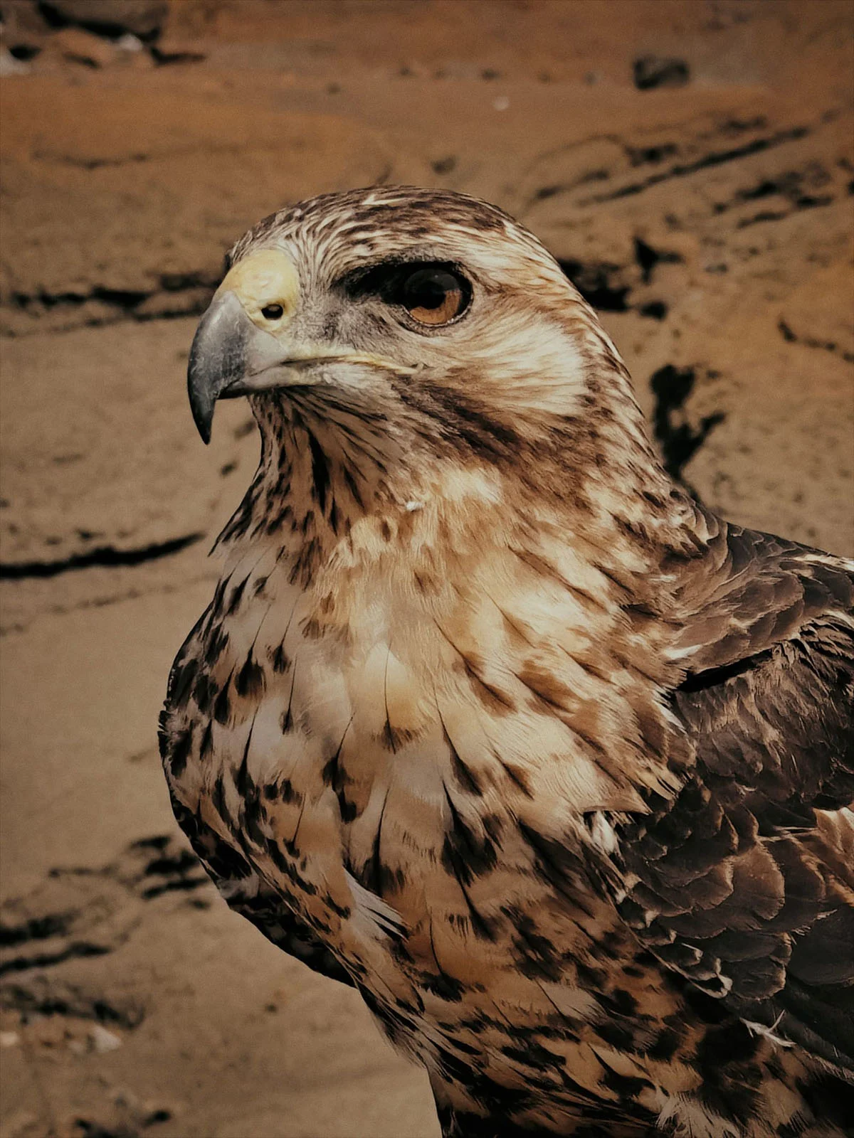 Halide 3.2, Apple’ın Yeni Değişken Diyaframını Daha da İleri Taşıyor 24 A close-up profile view of a hawk with brown and white mottled feathers, a sharp hooked beak, and a dark eye.