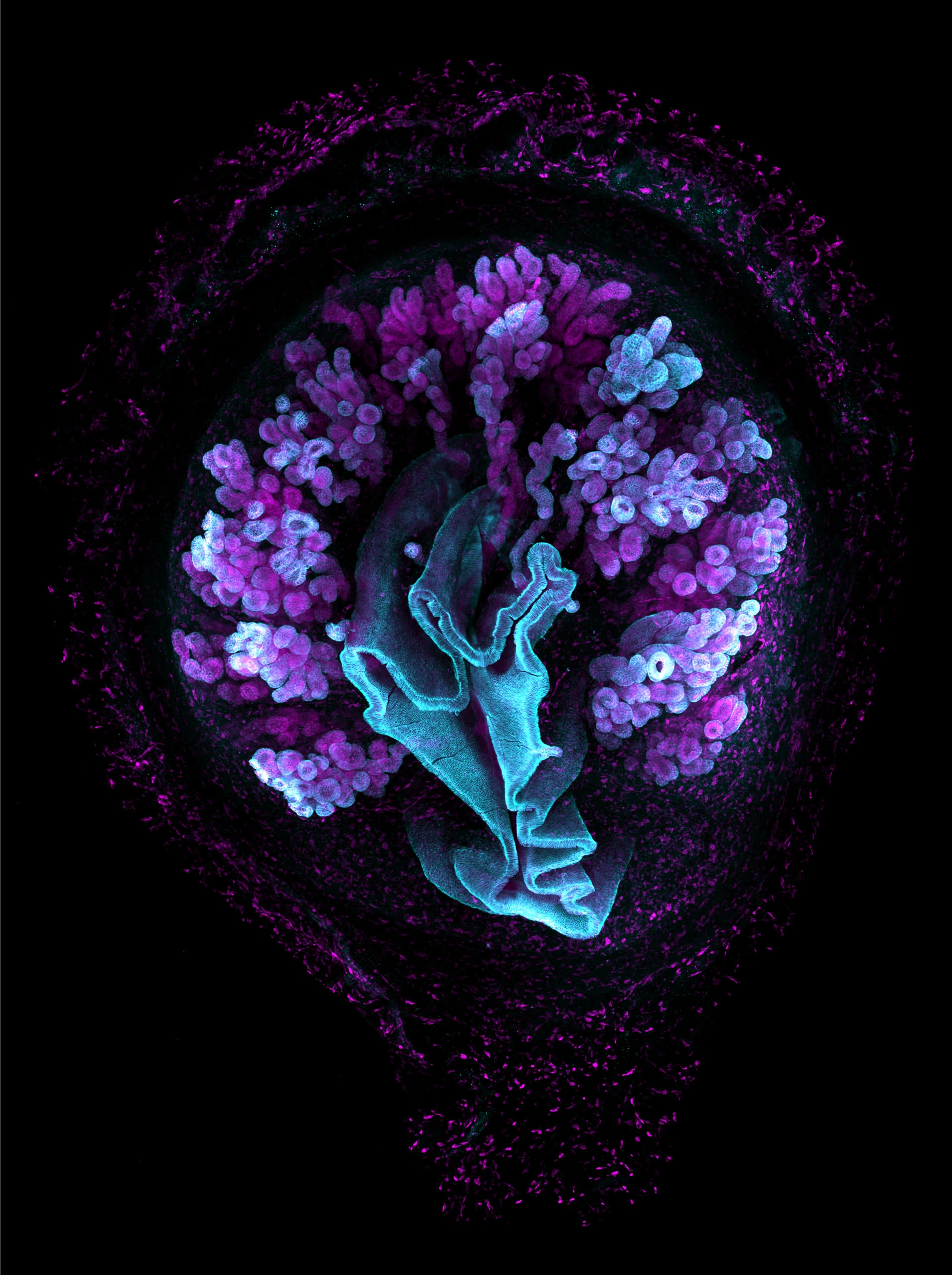 Nikon Small World 2026 Kazananları Açıklandı: Mikroskobik Dünyadan Büyüleyici Görüntüler 39 A microscopic cross-section shows a central, folded cyan structure surrounded by clusters of purple, spherical cells.