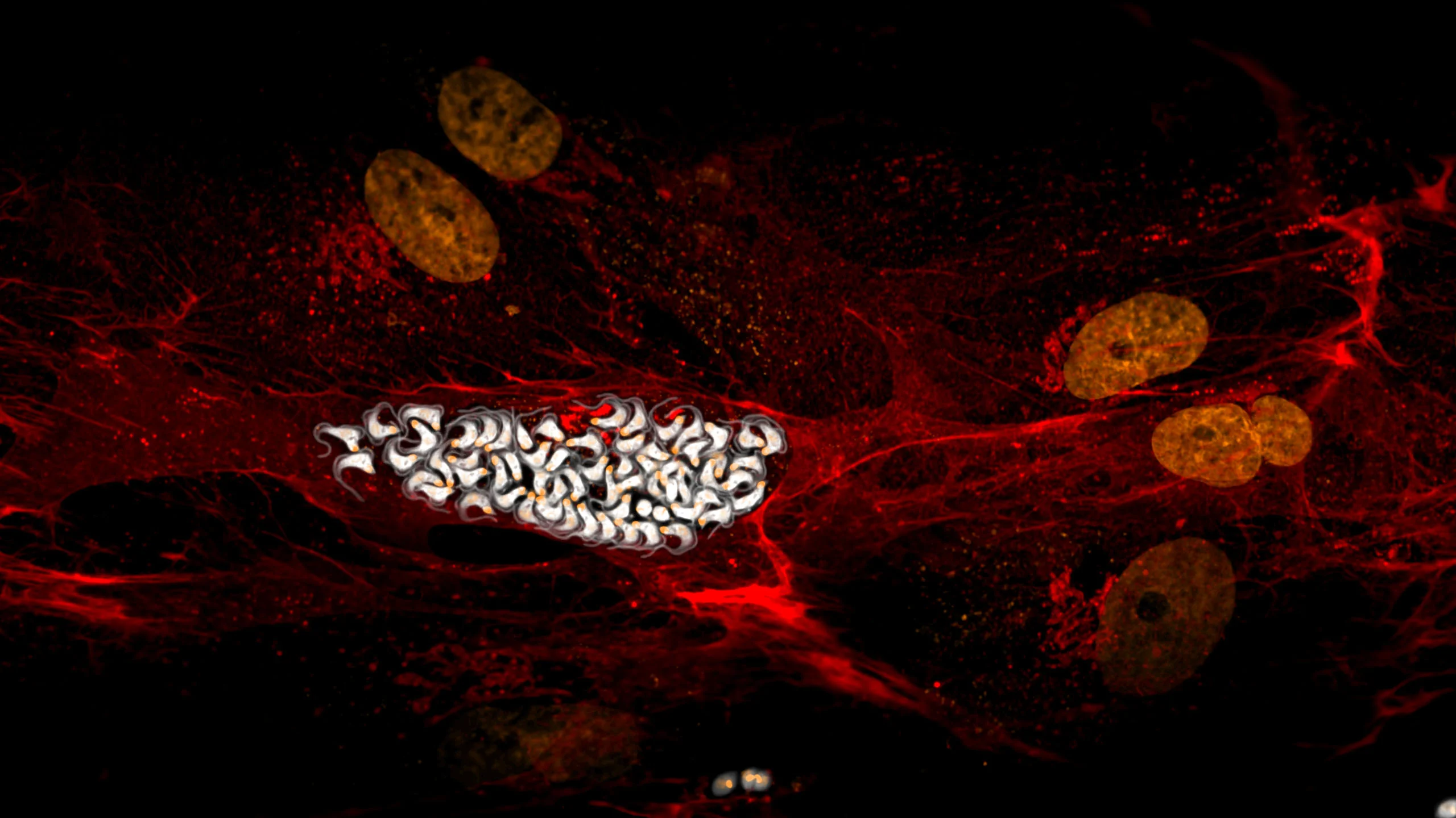 Nikon Small World 2026 Kazananları Açıklandı: Mikroskobik Dünyadan Büyüleyici Görüntüler 40 A fluorescence microscopy image shows a cluster of white, crescent-shaped parasites inside a red-stained host cell with several orange-colored nuclei.