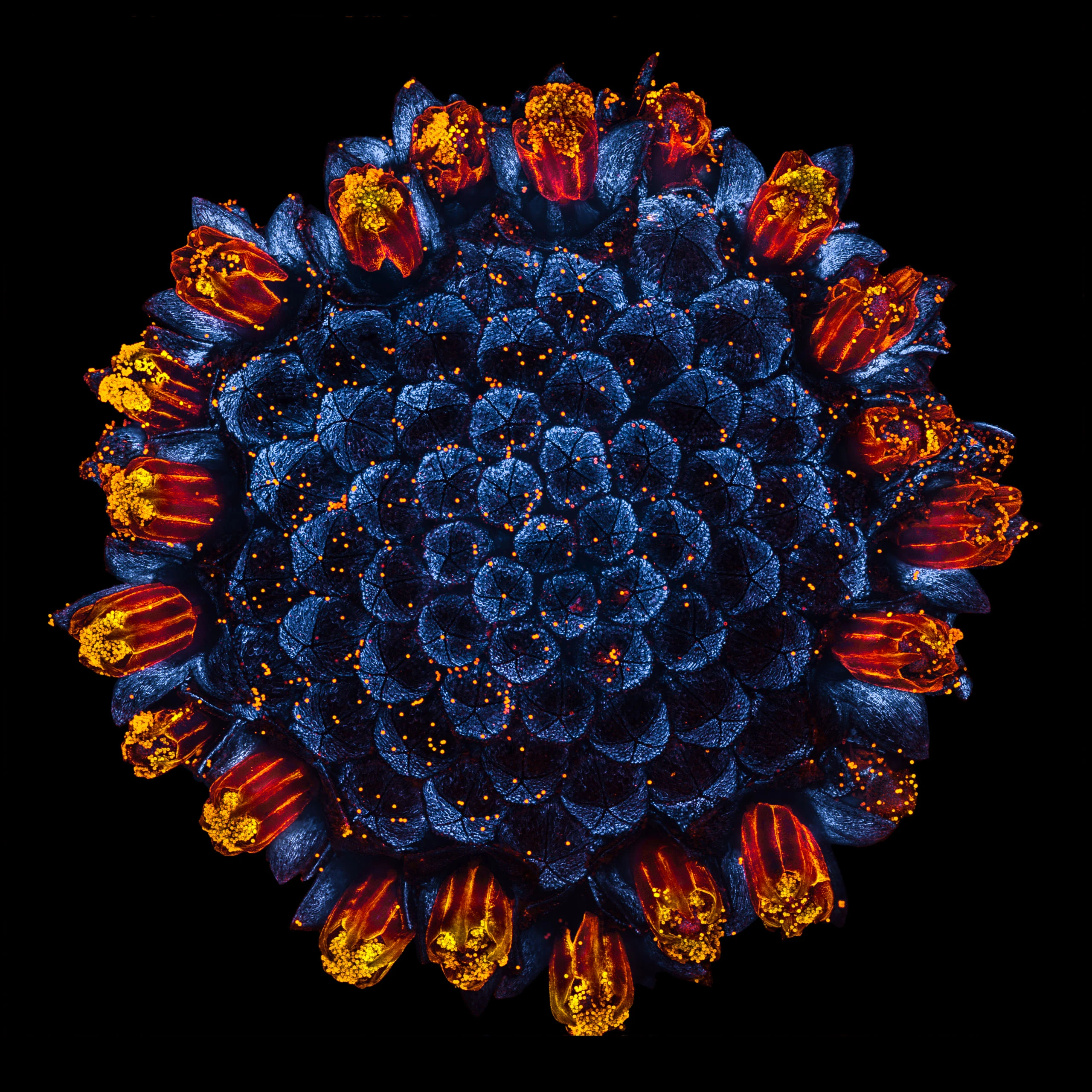 Nikon Small World 2026 Kazananları Açıklandı: Mikroskobik Dünyadan Büyüleyici Görüntüler 42 A top-down view of a dark, textured, circular flower head surrounded by a ring of small, orange-tipped, tubular florets.