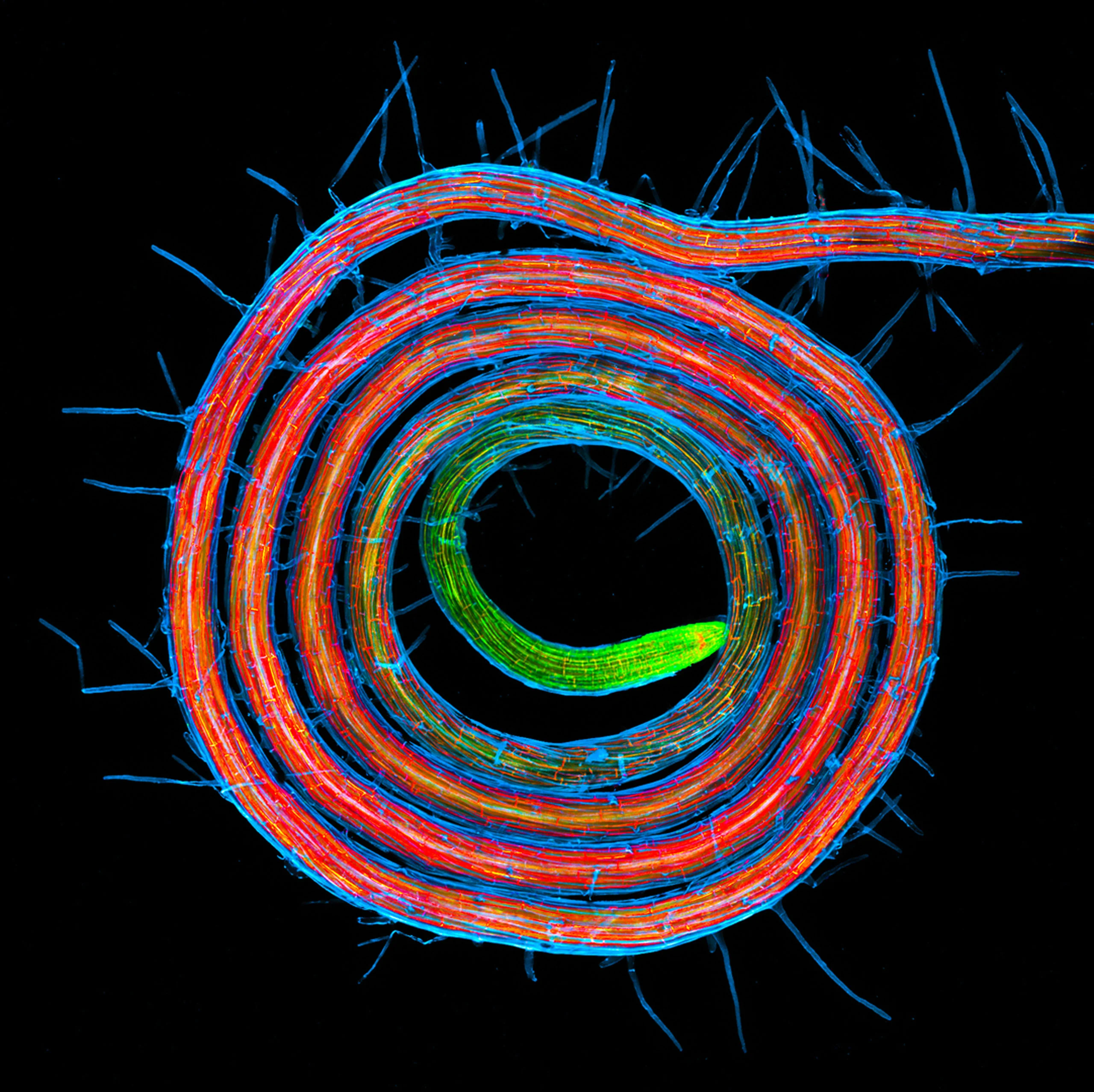 Nikon Small World 2026 Kazananları Açıklandı: Mikroskobik Dünyadan Büyüleyici Görüntüler 43 A fluorescent micrograph shows a plant root coiled into a spiral, with a bright green tip transitioning to orange and red along its length, surrounded by blue root hairs against a black background.