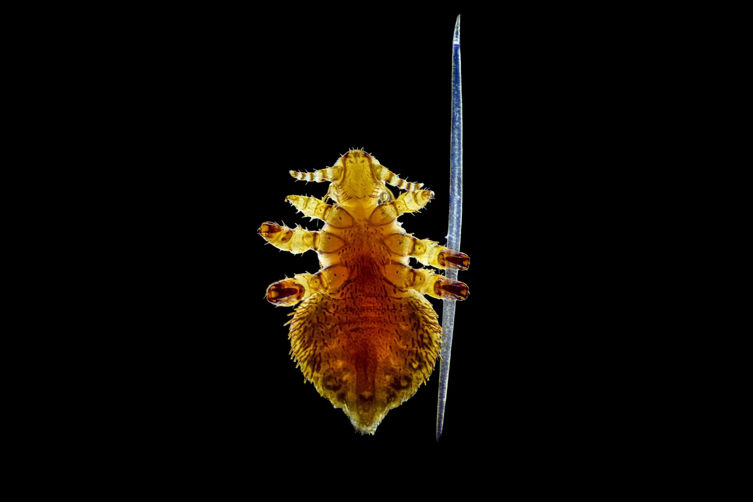 Nikon Small World 2026 Kazananları Açıklandı: Mikroskobik Dünyadan Büyüleyici Görüntüler 45 A microscopic view of a louse positioned next to a thin, needle-like structure against a black background.