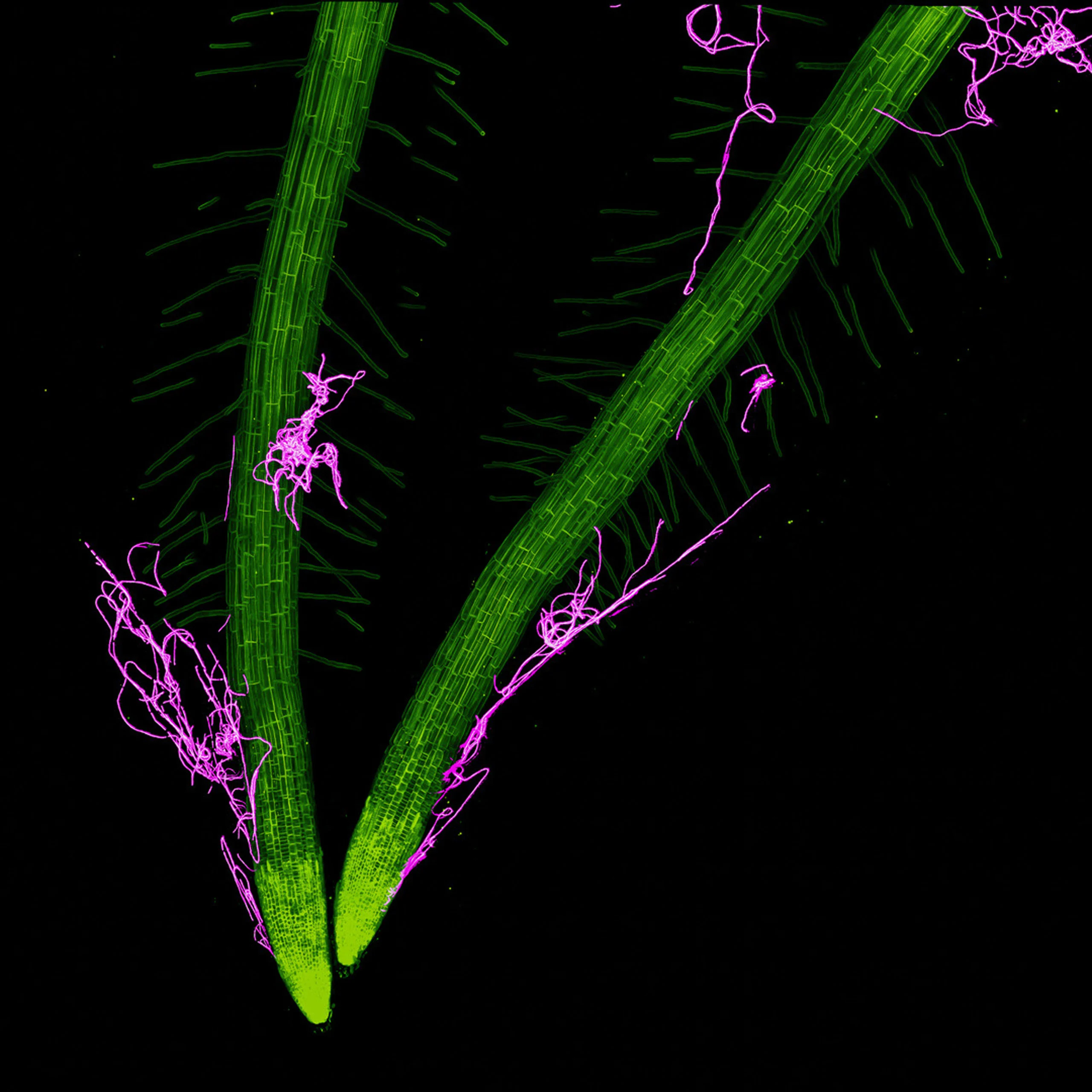 Nikon Small World 2026 Kazananları Açıklandı: Mikroskobik Dünyadan Büyüleyici Görüntüler 46 Two green plant roots with fine root hairs are shown against a black background, with bright magenta fungal hyphae growing along their surfaces.