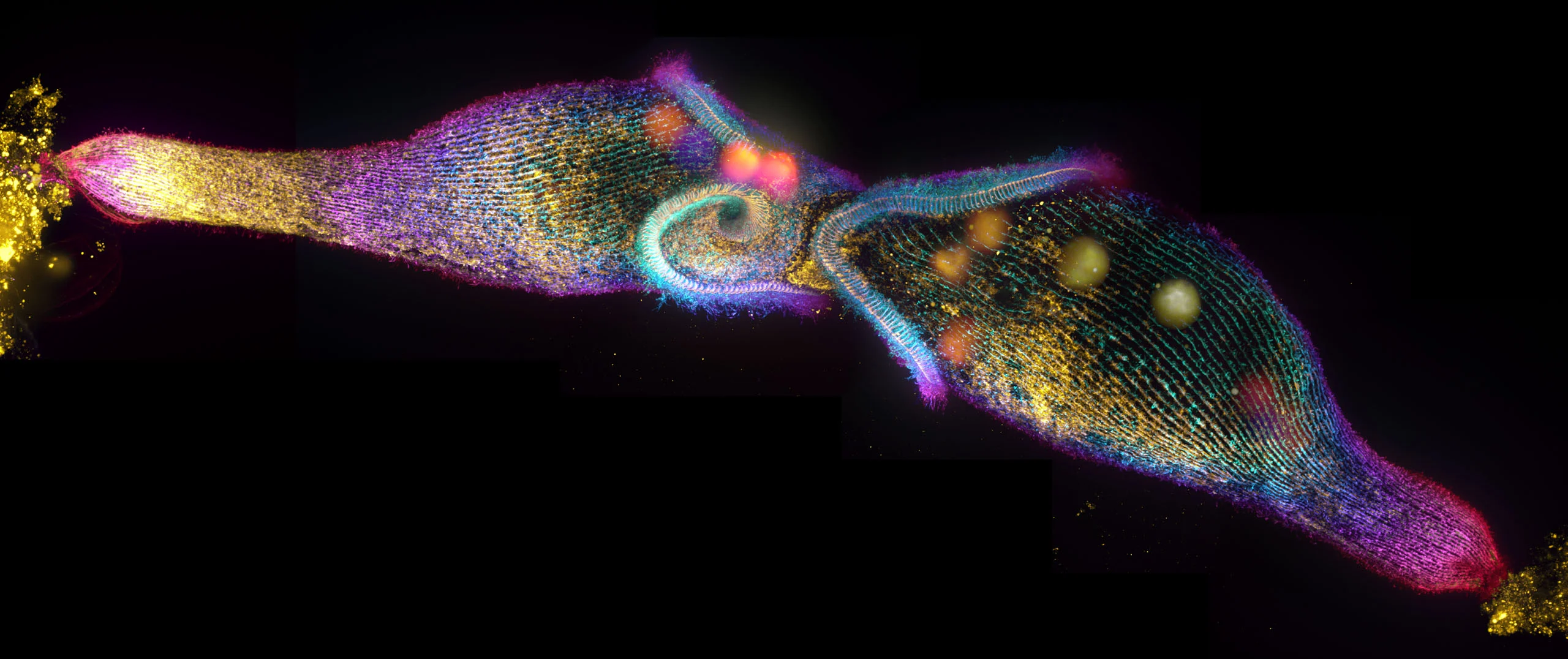 Nikon Small World 2026 Kazananları Açıklandı: Mikroskobik Dünyadan Büyüleyici Görüntüler 47 A microscopic, elongated organism with a vibrant, iridescent, grid-like texture, featuring a central spiral and glowing spots.