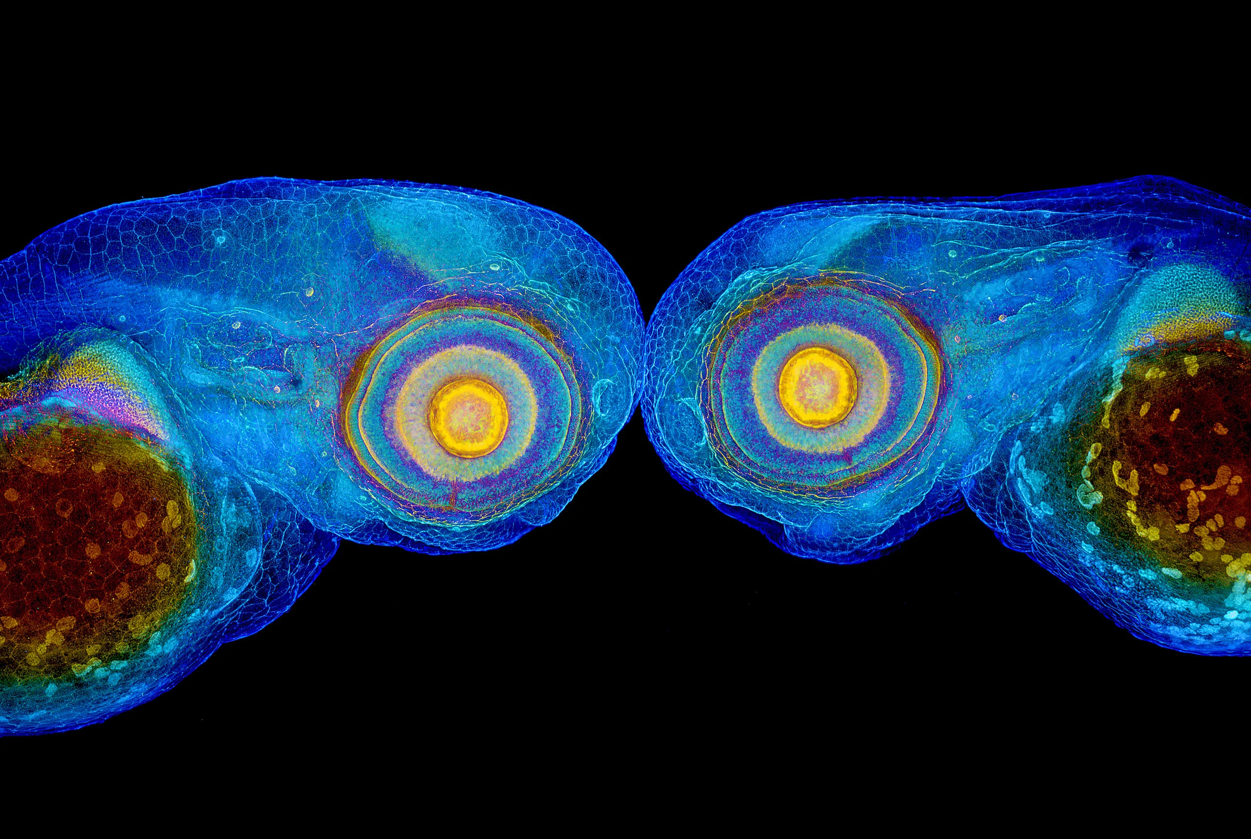 Nikon Small World 2026 Kazananları Açıklandı: Mikroskobik Dünyadan Büyüleyici Görüntüler 66 A microscopic view of two zebrafish embryos facing each other, highlighting their developing eyes and internal structures in vibrant blue, yellow, and orange hues against a black background.
