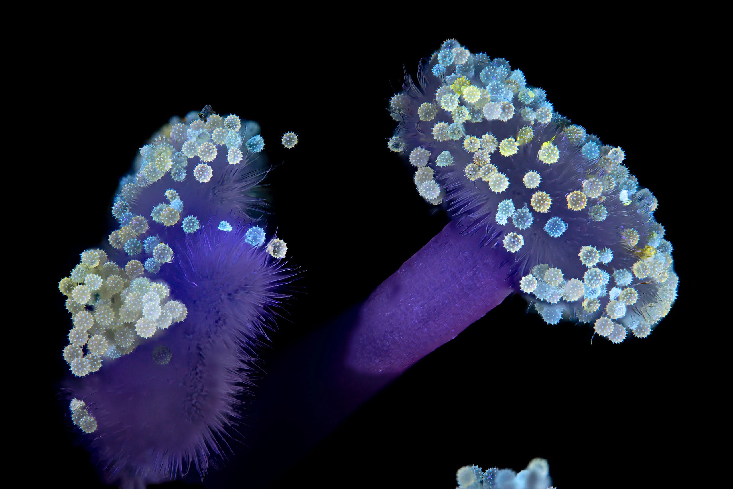 Nikon Small World 2026 Kazananları Açıklandı: Mikroskobik Dünyadan Büyüleyici Görüntüler 65 Two purple, fuzzy flower stamens are covered in numerous spiky, pale yellow and blue pollen grains against a black background.