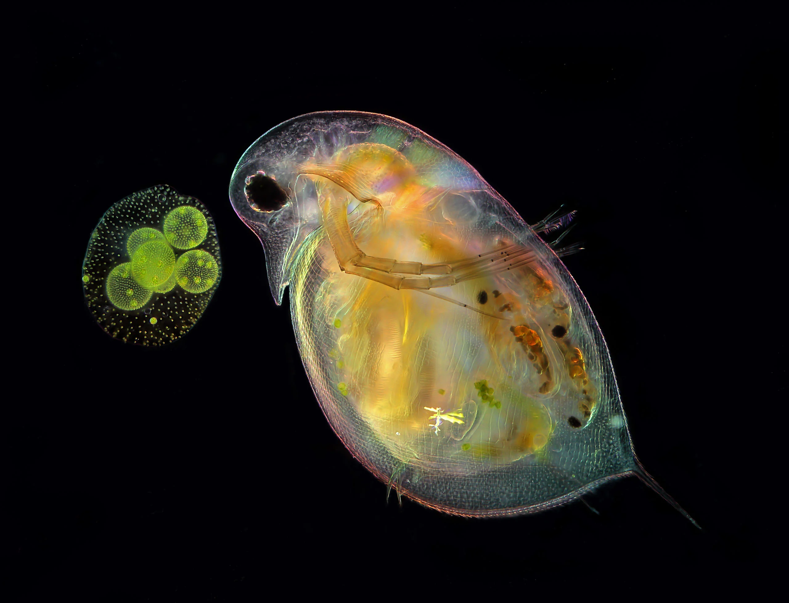 Nikon Small World 2026 Kazananları Açıklandı: Mikroskobik Dünyadan Büyüleyici Görüntüler 64 A microscopic Daphnia crustacean swims next to a spherical Volvox algae colony against a black background.