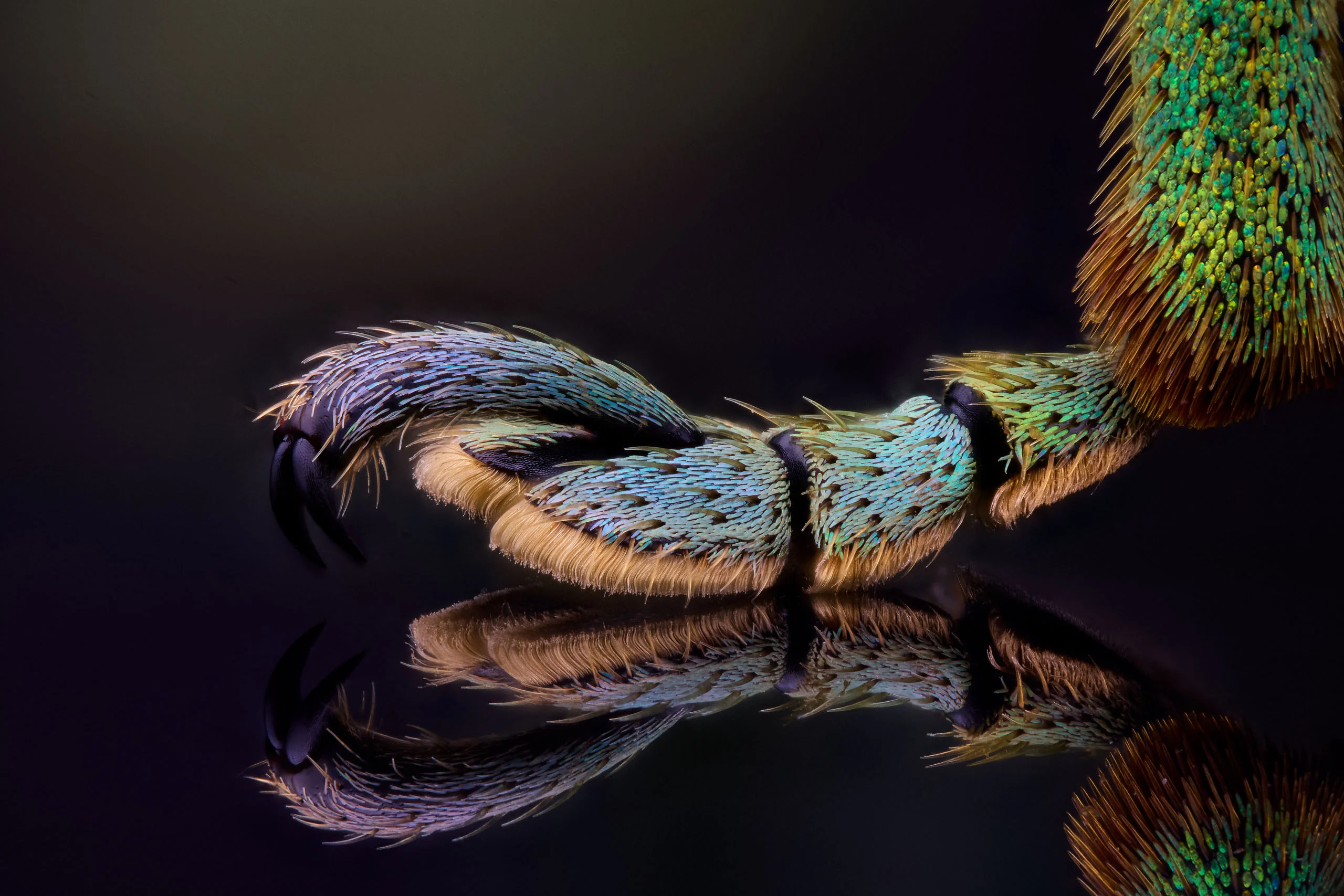 Nikon Small World 2026 Kazananları Açıklandı: Mikroskobik Dünyadan Büyüleyici Görüntüler 69 A macro close-up of an iridescent green and blue insect leg ending in sharp claws, reflected on a dark, glossy surface.