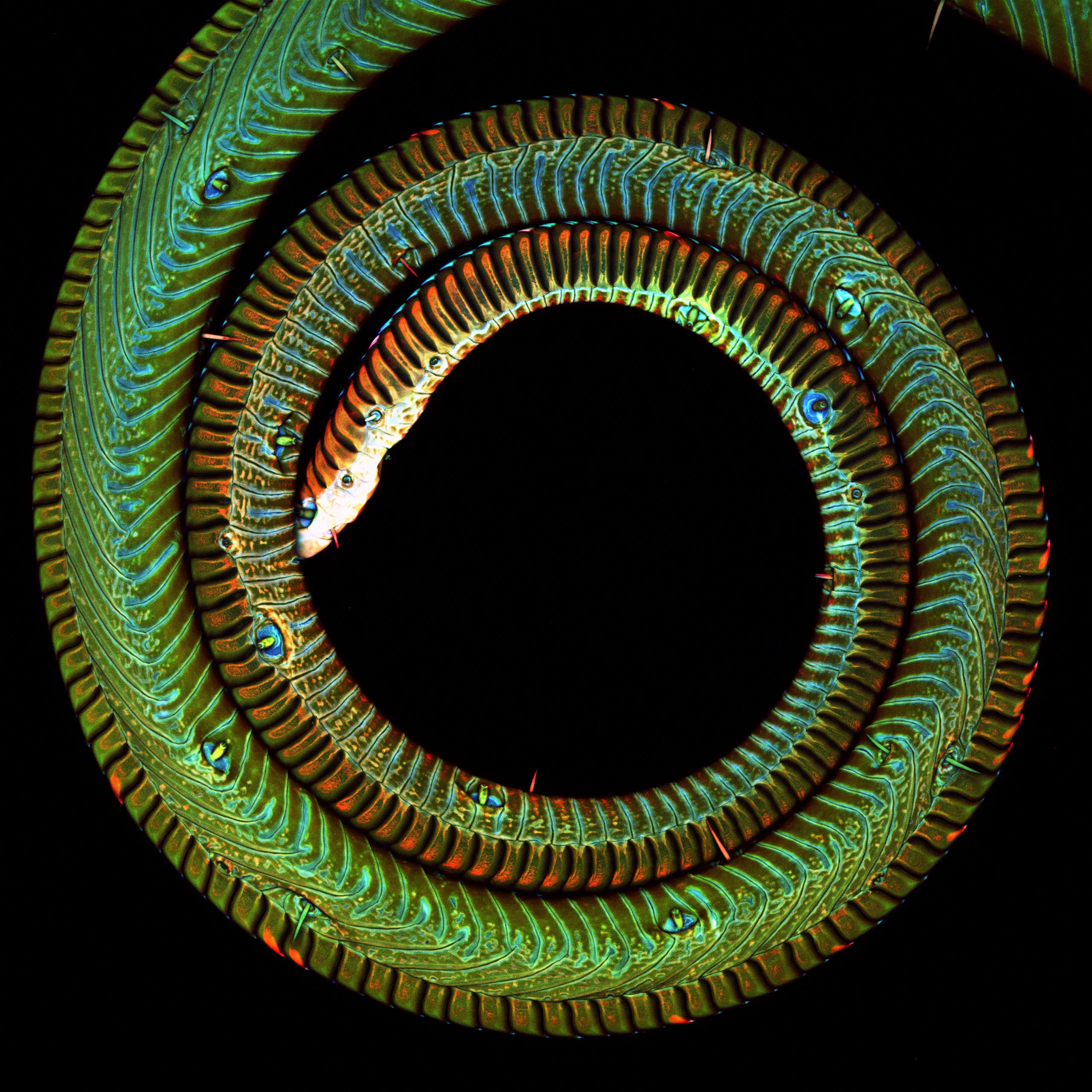 Nikon Small World 2026 Kazananları Açıklandı: Mikroskobik Dünyadan Büyüleyici Görüntüler 61 A long, segmented, worm-like creature with iridescent green and orange patterns is coiled into a circle against a black background.