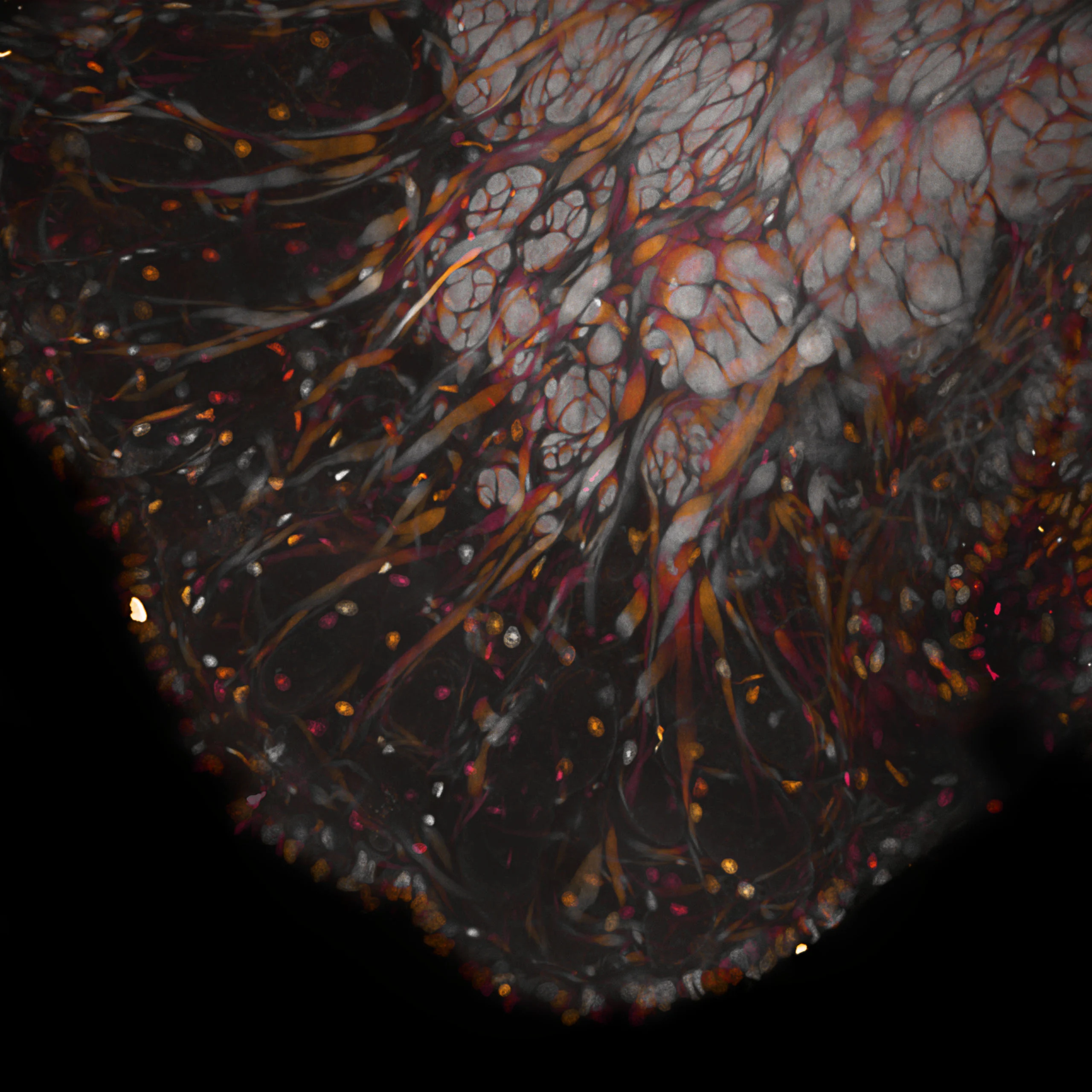 Nikon Small World 2026 Kazananları Açıklandı: Mikroskobik Dünyadan Büyüleyici Görüntüler 68 A fluorescence microscopy image shows a dense, fan-shaped cluster of fibrous structures and numerous small, colorful cell nuclei against a black background.