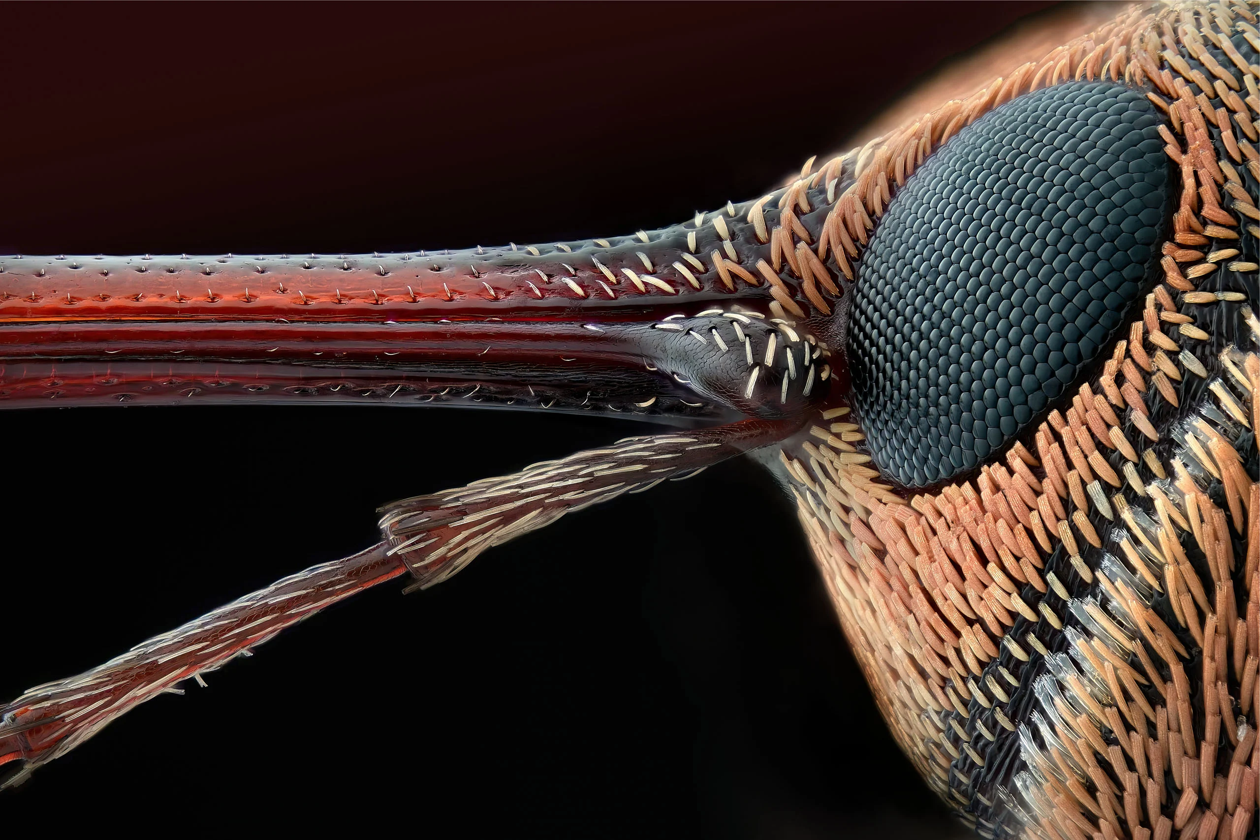 Nikon Small World 2026 Kazananları Açıklandı: Mikroskobik Dünyadan Büyüleyici Görüntüler 59 A macro close-up of a weevil's head, showing its large compound eye, long snout, and textured, scale-covered exoskeleton.