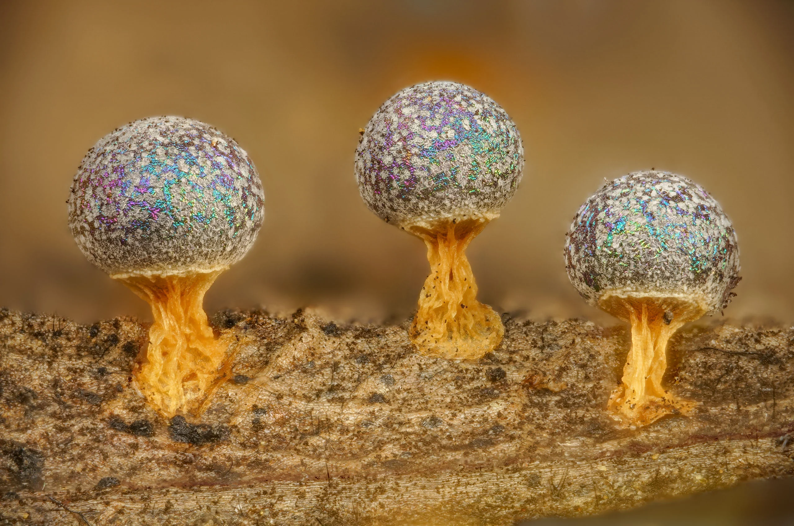 Nikon Small World 2026 Kazananları Açıklandı: Mikroskobik Dünyadan Büyüleyici Görüntüler 57 Three iridescent, spherical slime mold fruiting bodies with yellow stalks grow in a row on a textured, brown twig.