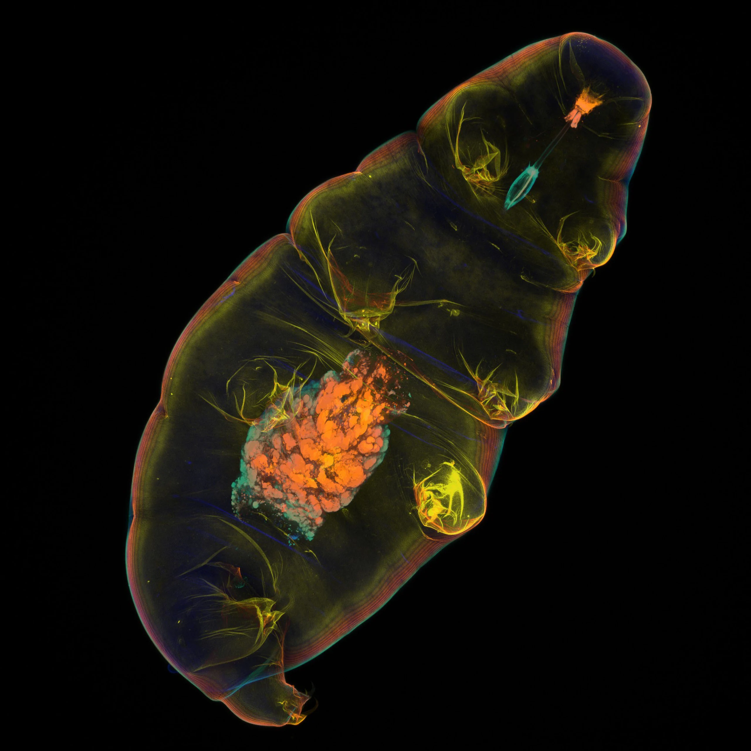 Nikon Small World 2026 Kazananları Açıklandı: Mikroskobik Dünyadan Büyüleyici Görüntüler 56 A microscopic, translucent tardigrade is shown against a black background, featuring glowing yellow, orange, and teal internal structures.
