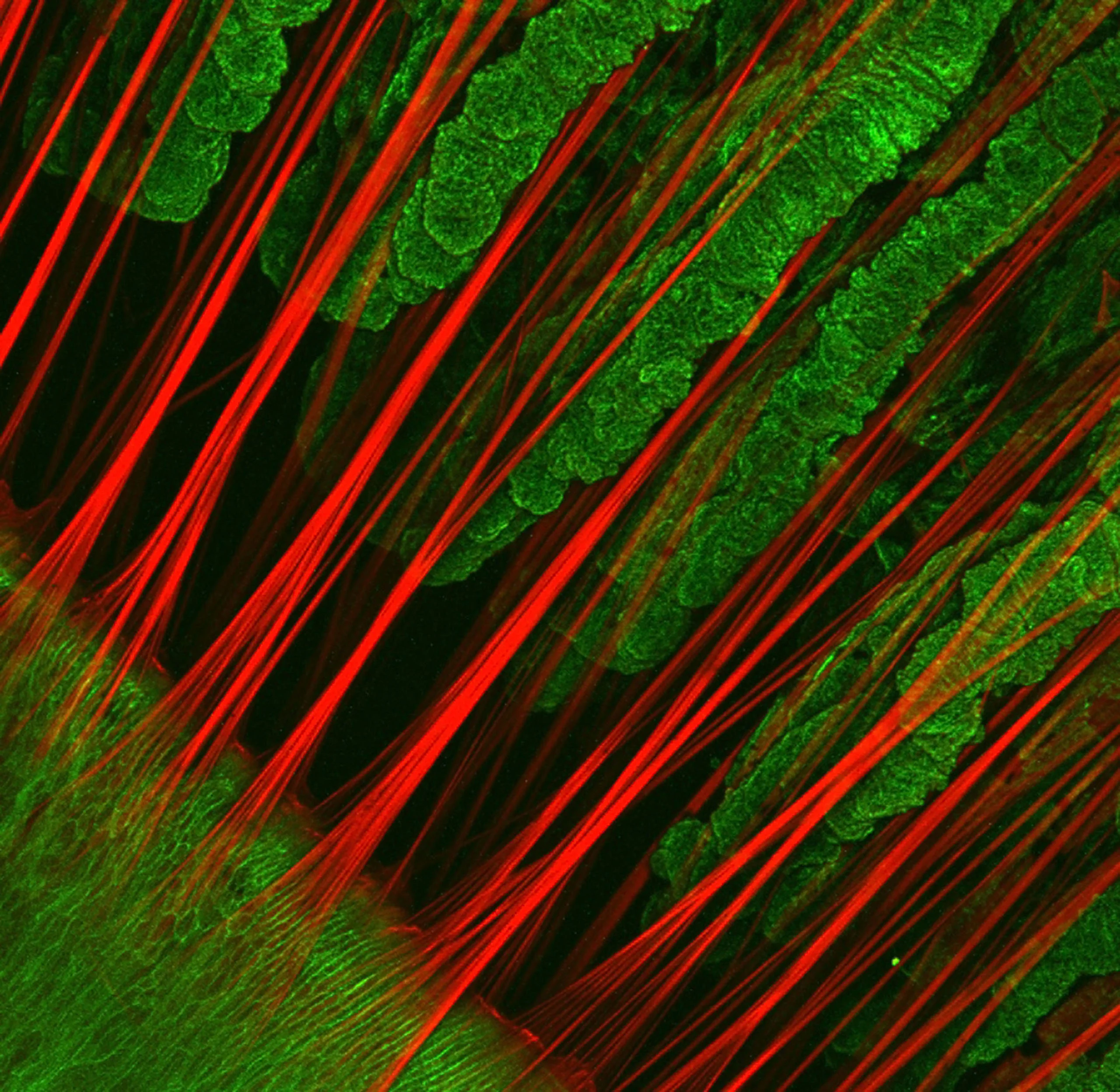 Nikon Small World 2026 Kazananları Açıklandı: Mikroskobik Dünyadan Büyüleyici Görüntüler 55 A fluorescence microscopy image shows bright red, parallel fibers stretching across a background of textured green tissue.