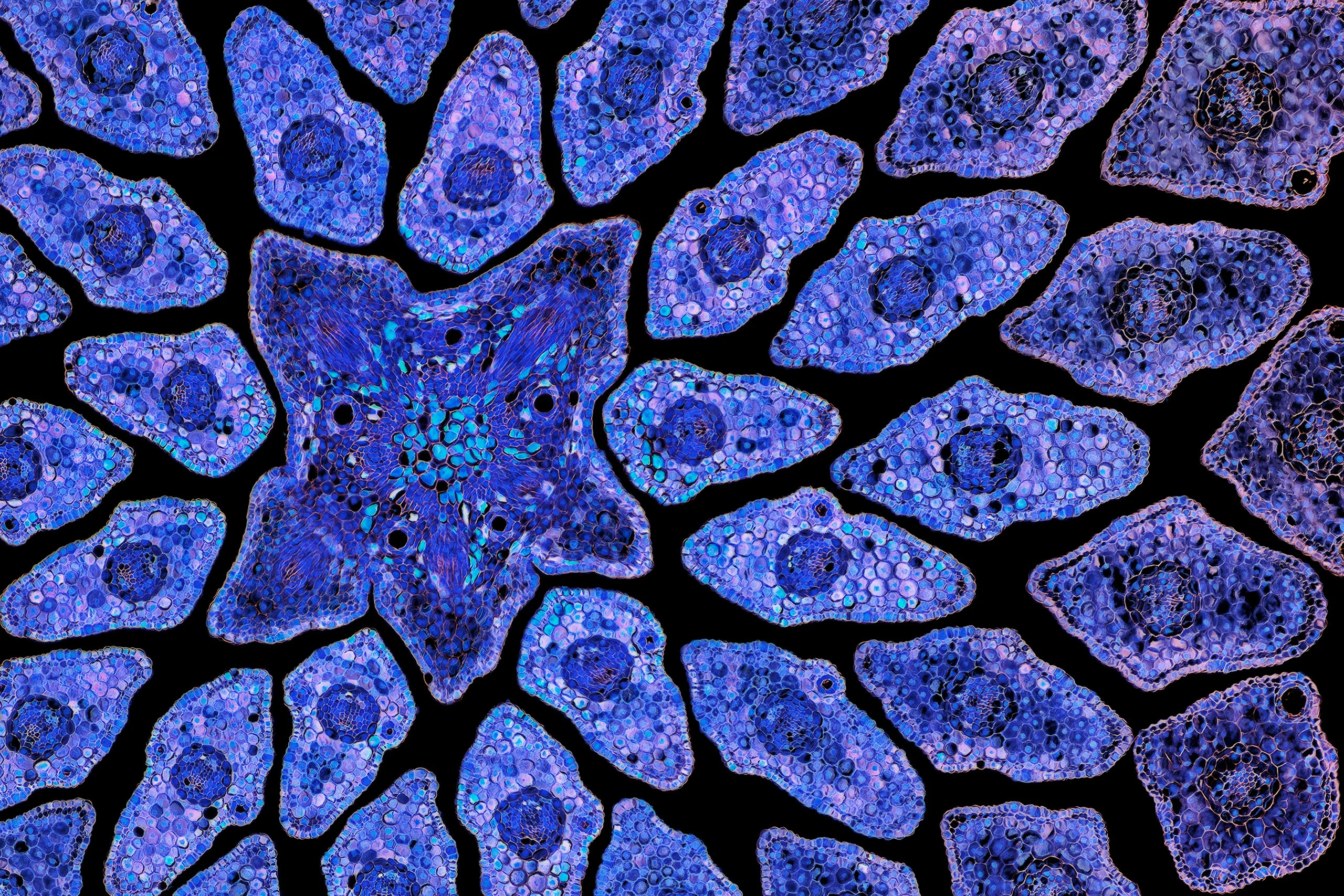 Nikon Small World 2026 Kazananları Açıklandı: Mikroskobik Dünyadan Büyüleyici Görüntüler 53 A microscopic cross-section of a plant stem surrounded by numerous smaller leaf or stem segments, all stained in shades of blue against a black background.