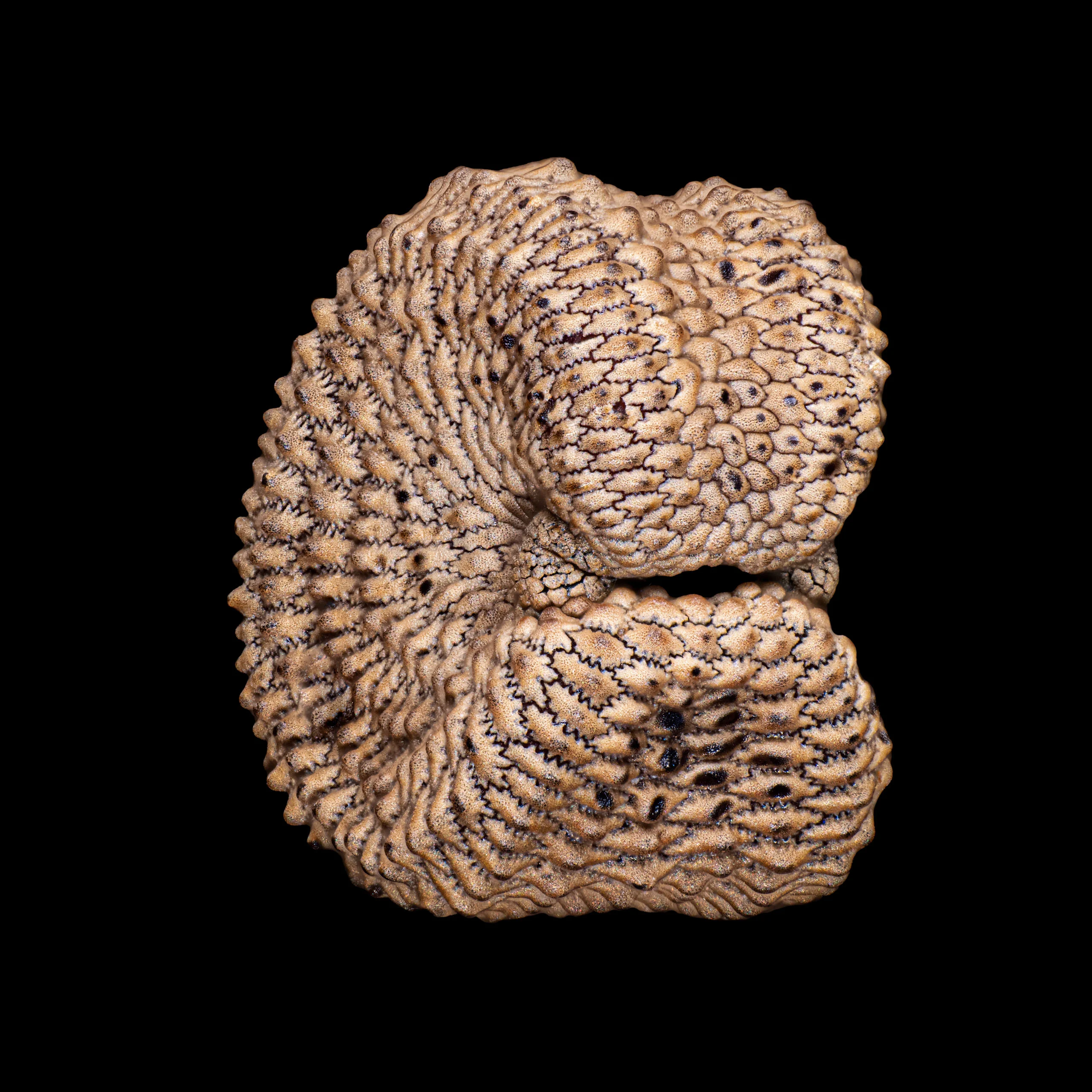 Nikon Small World 2026 Kazananları Açıklandı: Mikroskobik Dünyadan Büyüleyici Görüntüler 51 A close-up, top-down view of a textured, tan-colored seed with a deeply wrinkled, scale-like surface and a small central opening, isolated against a black background.