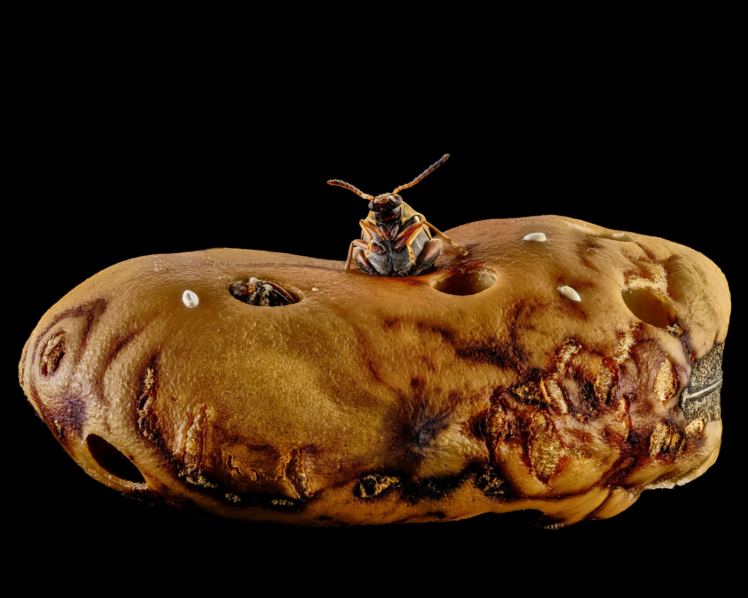 Nikon Small World 2026 Kazananları Açıklandı: Mikroskobik Dünyadan Büyüleyici Görüntüler 50 A small beetle sits atop a textured, brown, pitted bean against a solid black background.