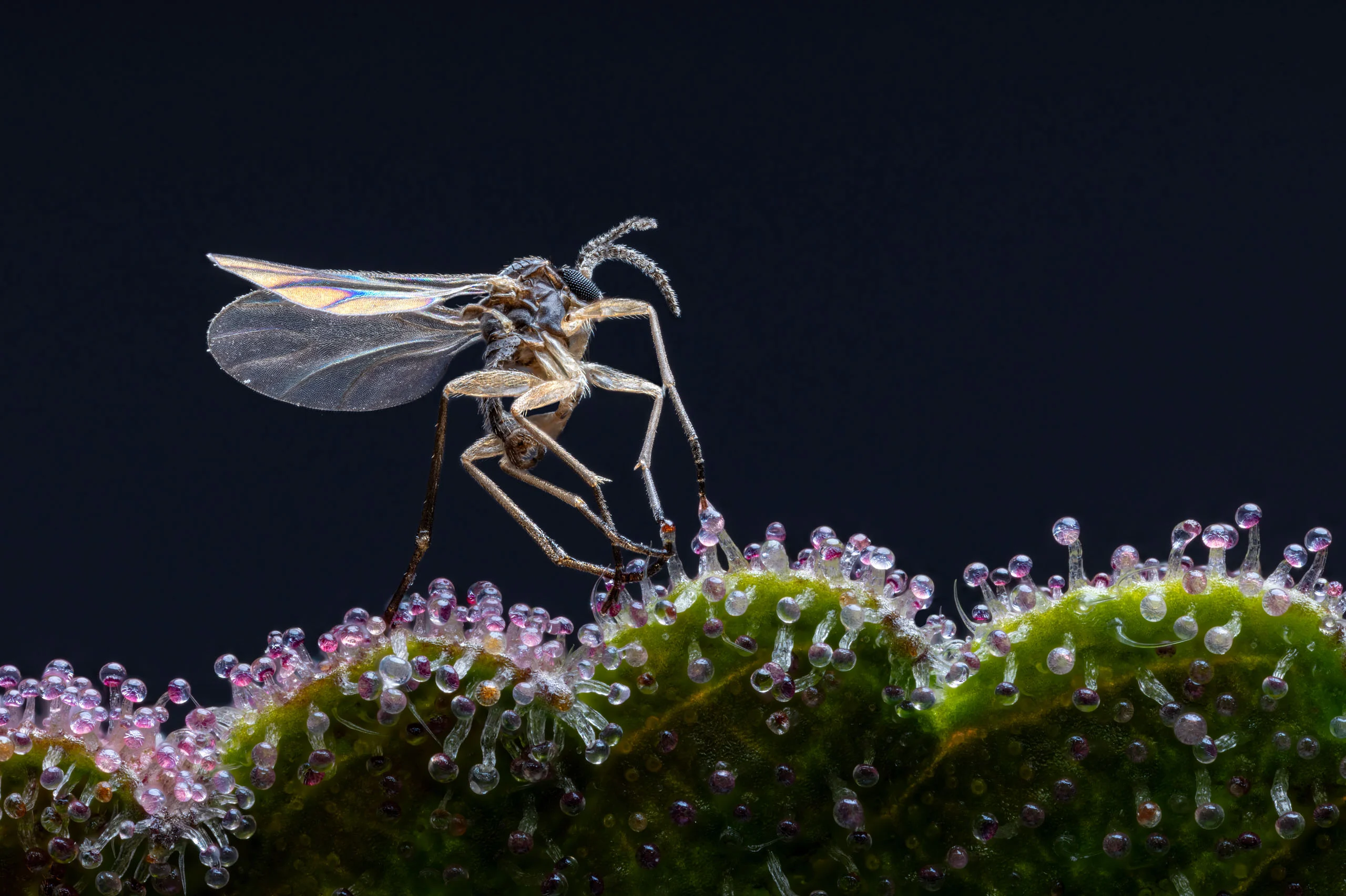 Nikon Small World 2026 Kazananları Açıklandı: Mikroskobik Dünyadan Büyüleyici Görüntüler 49 A small insect stands on the sticky, glandular tentacles of a sundew leaf against a dark background.
