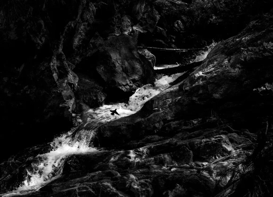 European Wildlife Photographer of the Year 2026 Kazananları Açıklandı 22 Küçük bir kuş, koyu renkli sivri kayaların arasından akan hızlı dağ deresinin hemen üzerinde uçuyor.