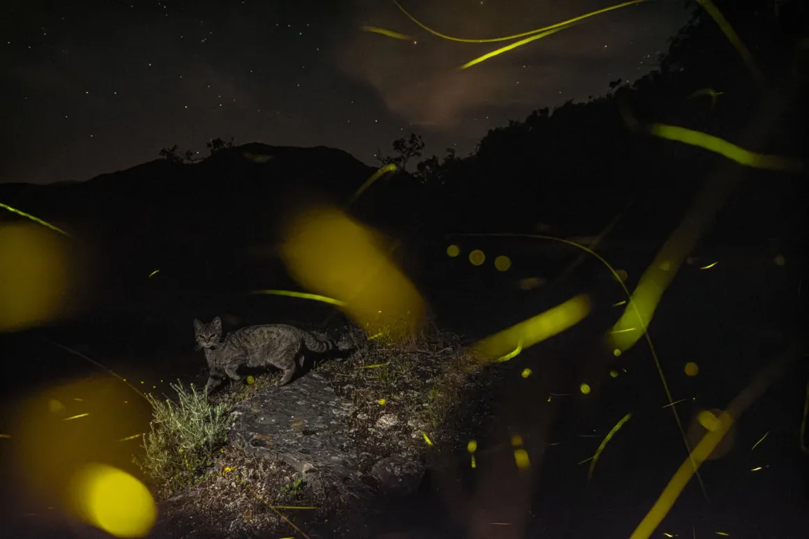 European Wildlife Photographer of the Year 2026 Kazananları Açıklandı 23 Tekir bir kedi, yıldızlı gökyüzü altında ateş böceklerinin oluşturduğu sarı ışık izleri arasında gece vakti karanlık kayalık bir patikada yürüyor.