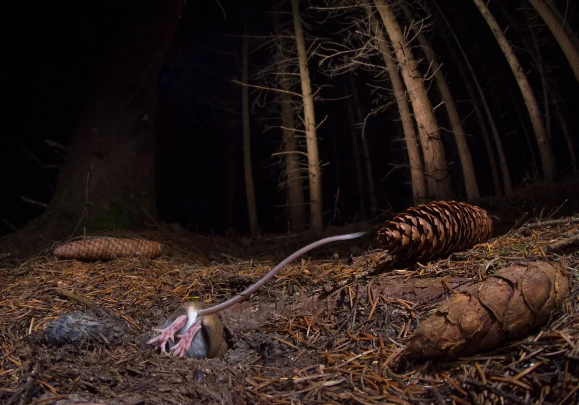 European Wildlife Photographer of the Year 2026 Kazananları Açıklandı 24 Küçük bir kemirgen, çam iğneleri ve kozalaklarla kaplı karanlık orman zeminindeki yuvasına baş aşağı dalıyor.