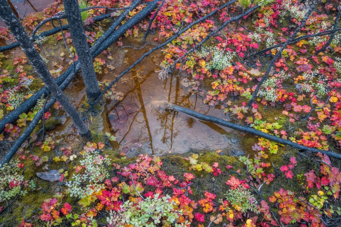 European Wildlife Photographer of the Year 2026 Kazananları Açıklandı 27 Küçük ve durgun bir su birikintisi, canlı sonbahar yaprakları ve yanmış devrilmiş ağaç gövdeleri arasındaki ormanı yansıtıyor.