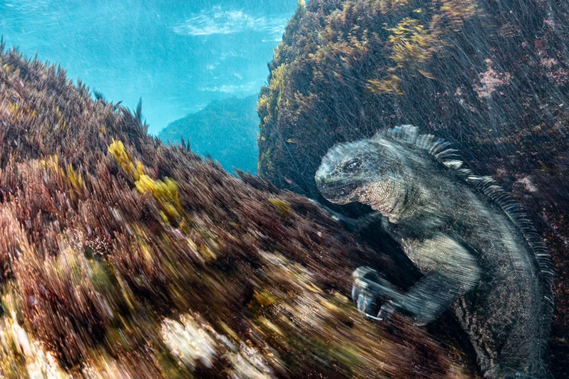European Wildlife Photographer of the Year 2026 Kazananları Açıklandı 32 Bir deniz iguanası, keskin pençeleriyle yosun kaplı kayalık sualtı yüzeyine tutunuyor.