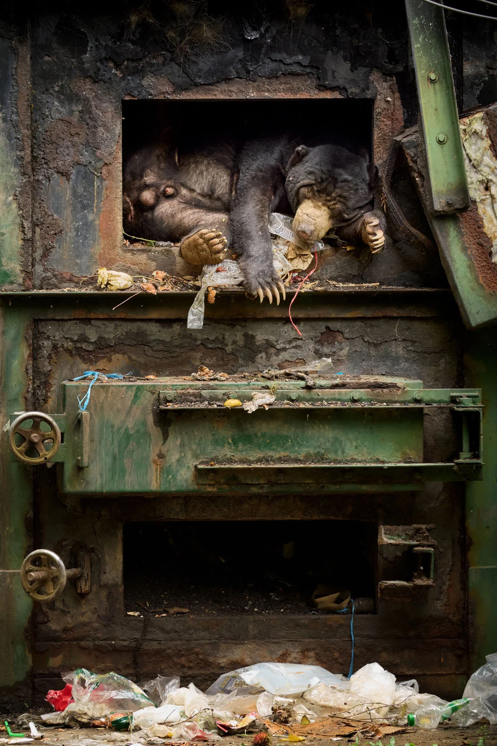 European Wildlife Photographer of the Year 2026 Kazananları Açıklandı 33 Bir güneş ayısı, çevresi çöplerle kaplı büyük endüstriyel yakma fırınının açık ve paslı metal bölmesinde uyuyor.