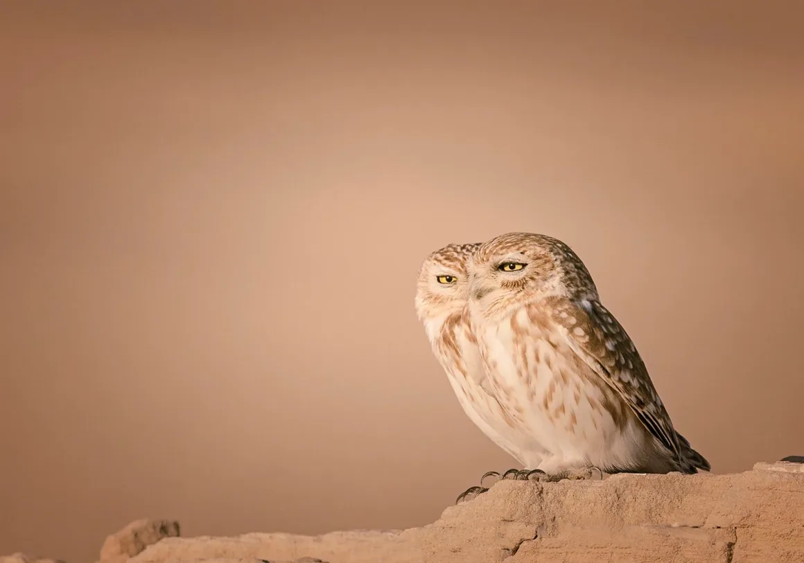 Nikon Comedy Wildlife Awards 2026’nın En Komik 33 Karesi 40 İki küçük baykuş, açık kahverengi sade fon önünde kayalık bir çıkıntıda yan yana duruyor.