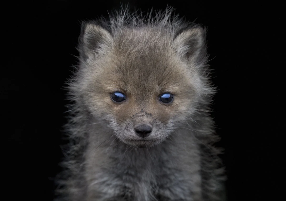 74. Nikkor Photo Contest Kazananları Açıklandı 29 A close-up portrait of a fluffy, grey fox kit with large, dark eyes against a solid black background.