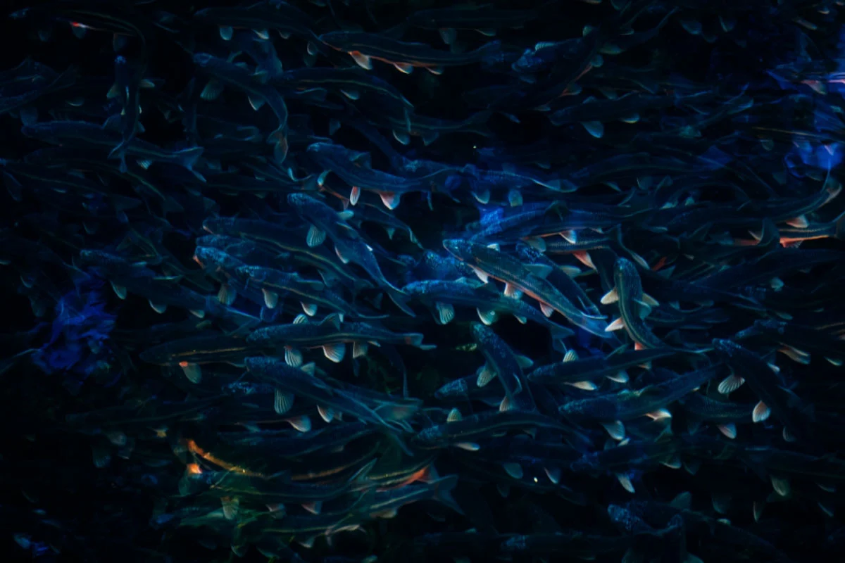 74. Nikkor Photo Contest Kazananları Açıklandı 27 A dense school of dark fish swims together in deep blue water.