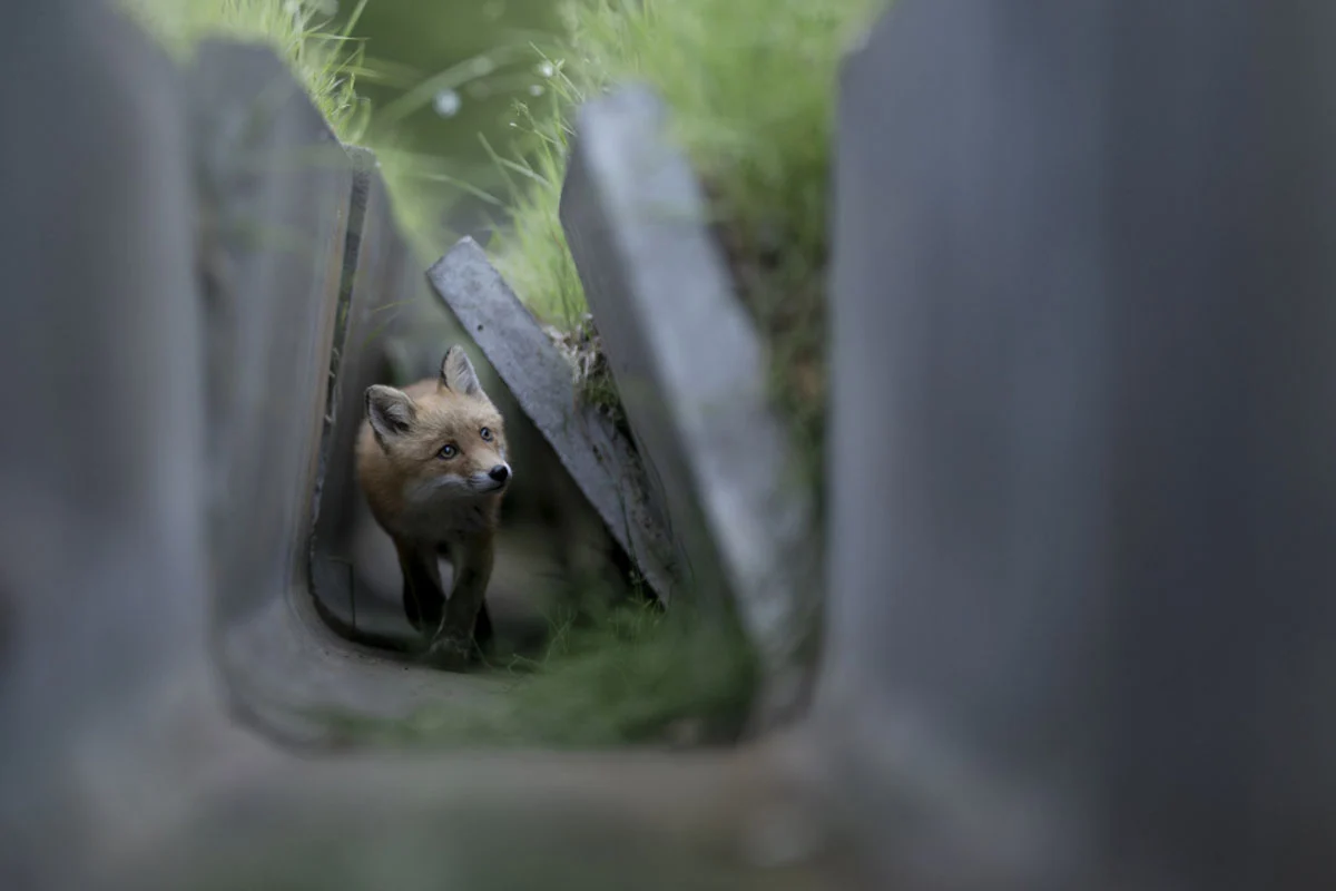 74. Nikkor Photo Contest Kazananları Açıklandı 43 A young red fox kit walks through a narrow concrete drainage pipe partially covered by grass.