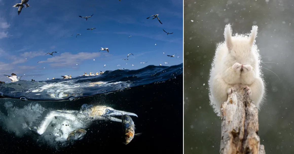 74. Nikkor Photo Contest Kazananları Açıklandı
Bölünmüş görselde solda gagasında balıkla suya dalan bir sümsük kuşu, sağda ise ağaç dalında patileriyle yüzünü kapatan beyaz bir sincap görülüyor.