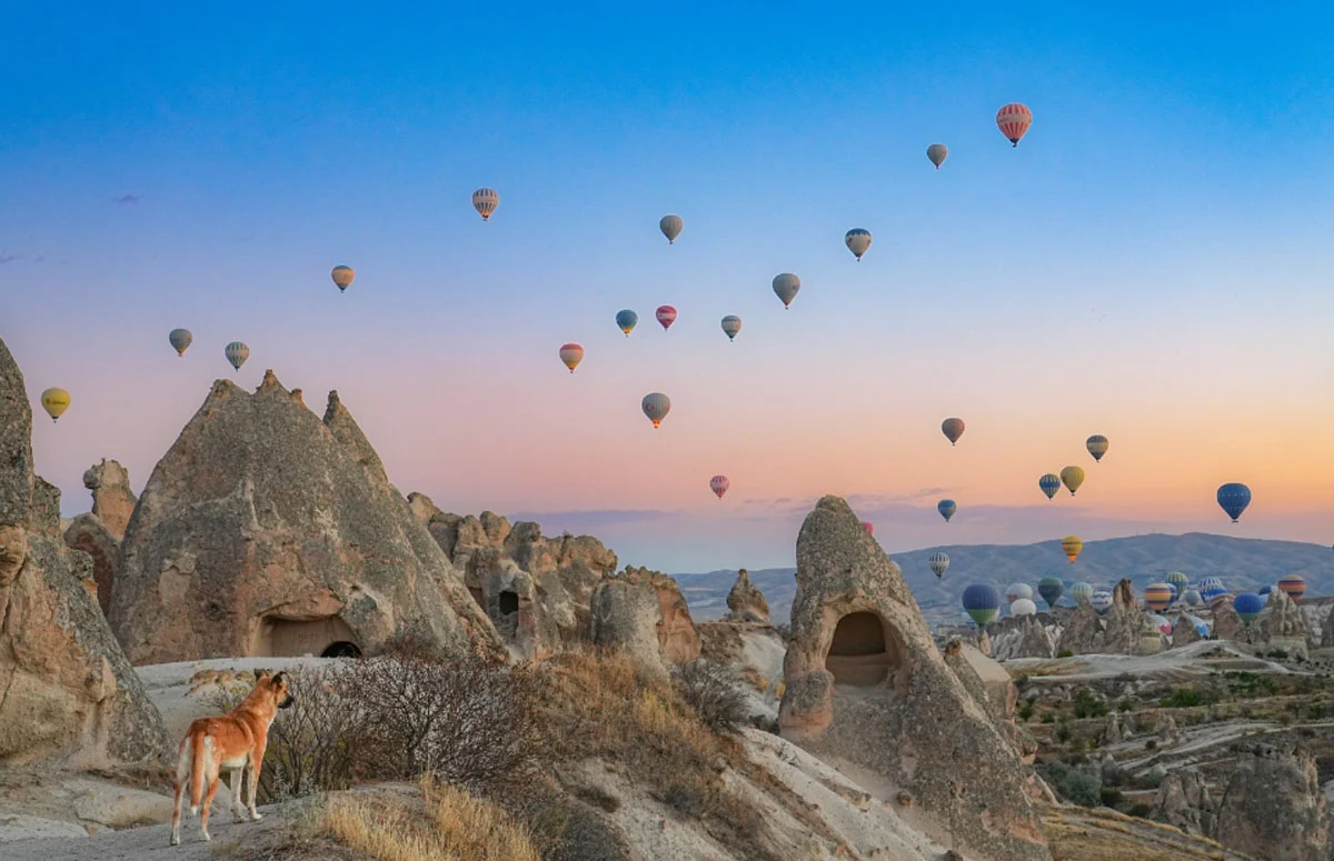 74. Nikkor Photo Contest Kazananları Açıklandı 23 A dog stands on a rocky ridge overlooking a valley filled with numerous hot air balloons floating in a sunrise sky.