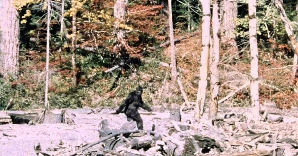 Patterson-Gimlin Filmi: Bigfoot Görüntüleri Aldatmaca mı?
Koyu renkli, kıllarla kaplı iki ayaklı bir figür, ormanlık alanda kütük ve döküntülerle kaplı açık bir bölgeden yürüyor.