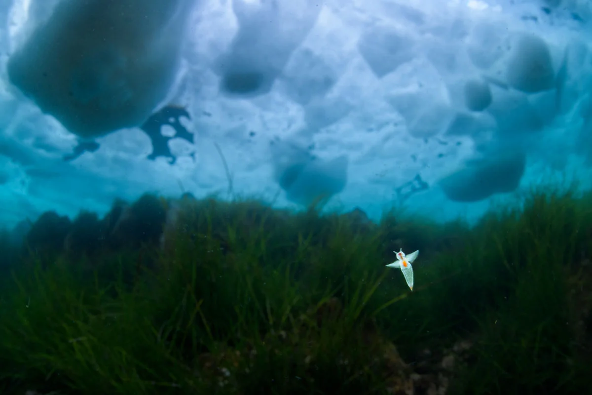 74. Nikkor Photo Contest Kazananları Açıklandı 44 A small, translucent sea angel swims in dark water above a bed of green seagrass, with chunks of ice floating near the surface above.