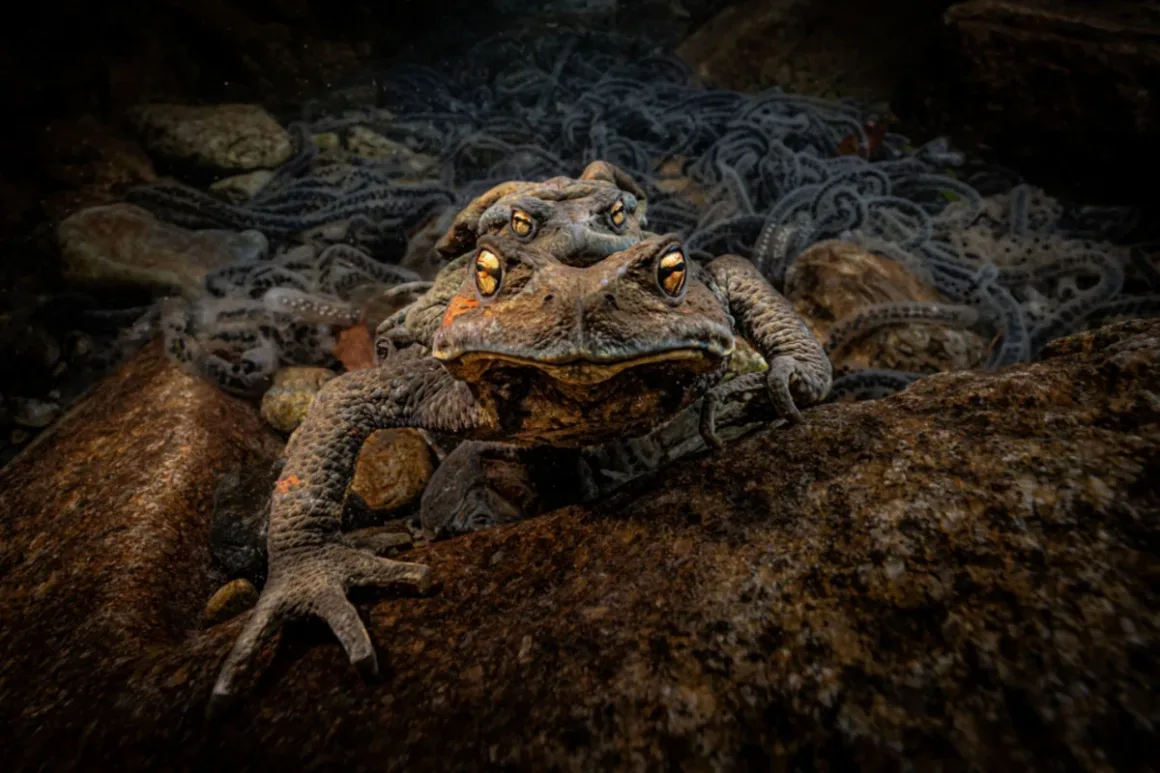 74. Nikkor Photo Contest Kazananları Açıklandı 41 İki kurbağa su altında; biri diğerinin sırtındayken çevrelerinde uzun kurbağa yumurtası dizileri görülüyor.