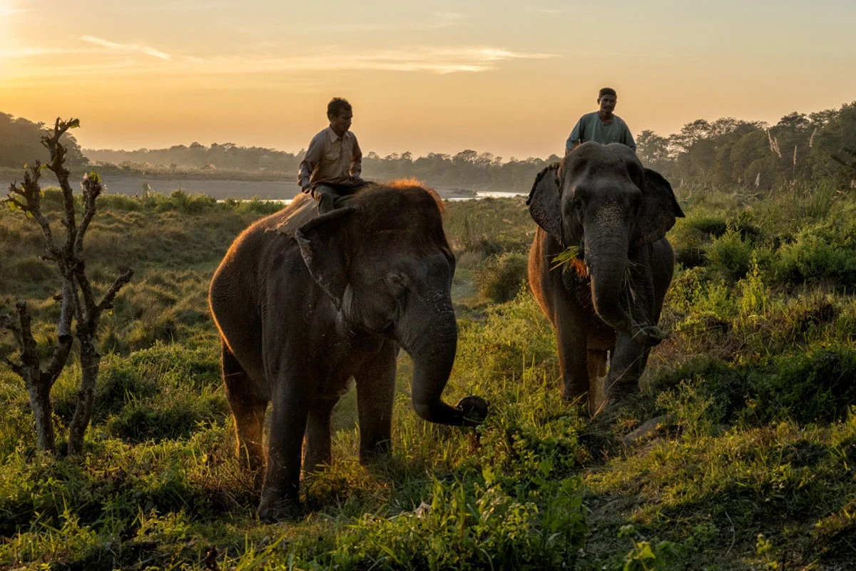 74. Nikkor Photo Contest Kazananları Açıklandı 37 Two men ride elephants through a grassy field at sunset, with one elephant eating grass while the other walks alongside.