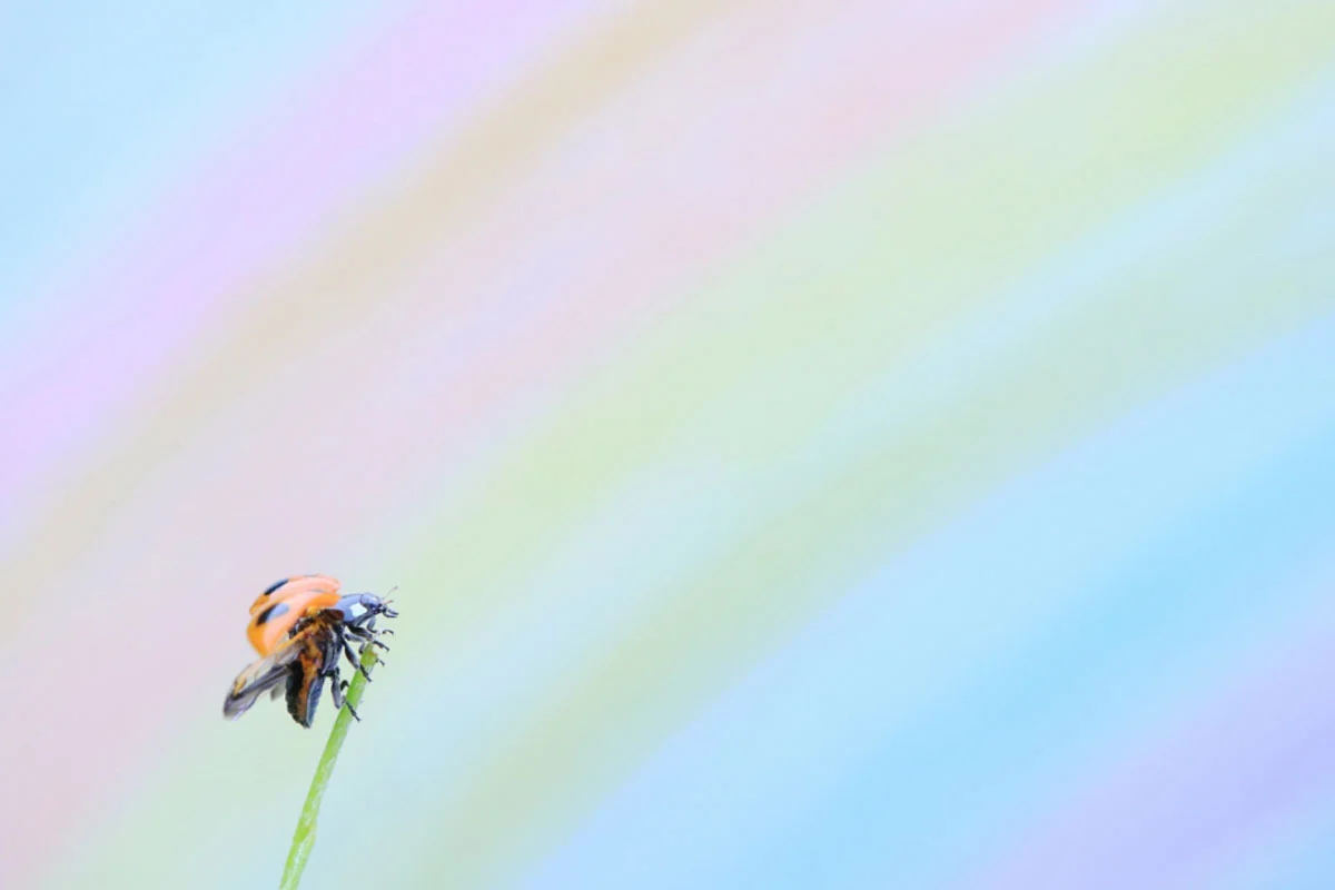 74. Nikkor Photo Contest Kazananları Açıklandı 48 A ladybug with its wings partially spread perches on the tip of a thin green stem against a soft, pastel-colored background.