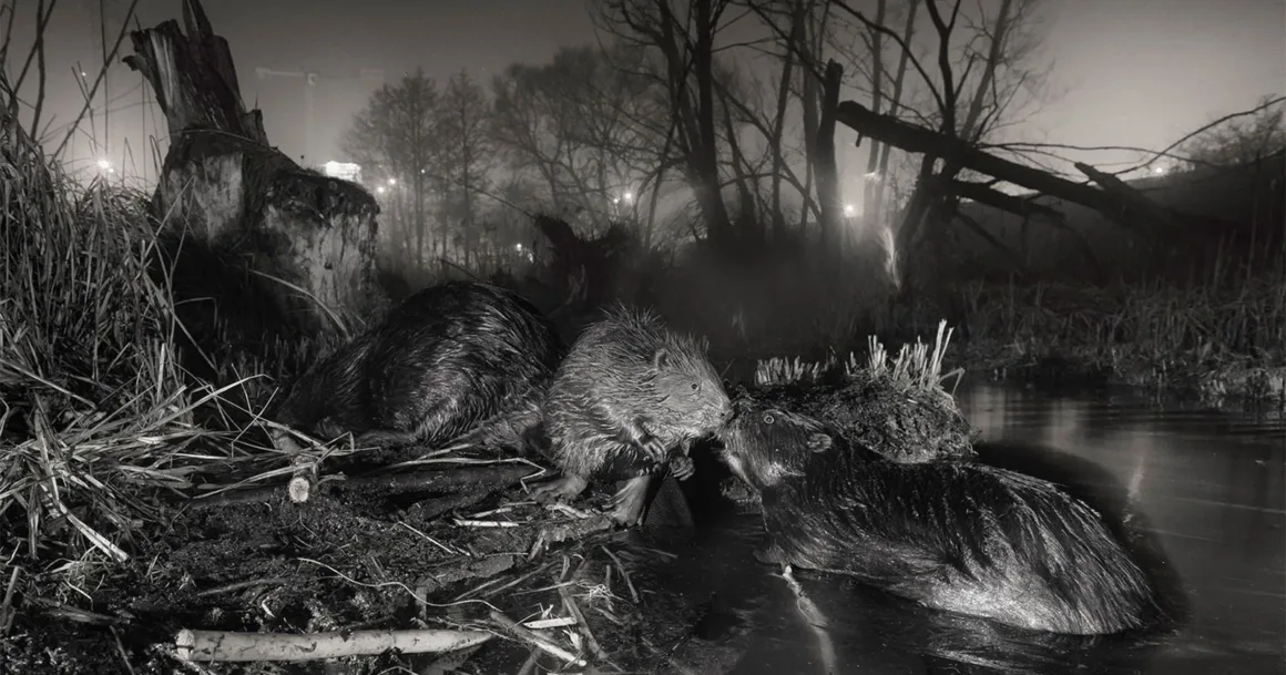 Şehrin İçindeki Kunduzlar Rewilding Europe Award 2026’yı Kazandı
Gece, karanlık ve sisli bir göletin kıyısında etkileşim hâlindeki üç kunduz; arka planda büyük bir ağaç kütüğü ve çıplak ağaçlar.